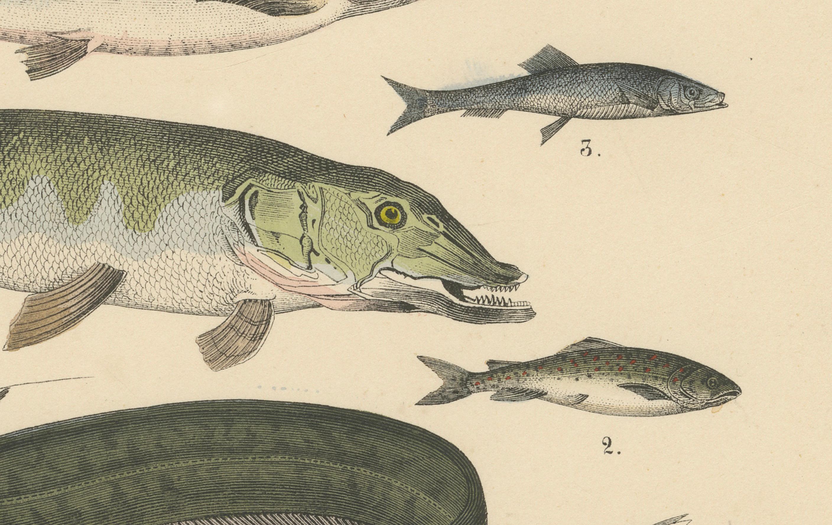 Süßwasser Fisch Druck: Hecht, Wels, Aal, Forelle - Antiquität 1867 im Angebot 1