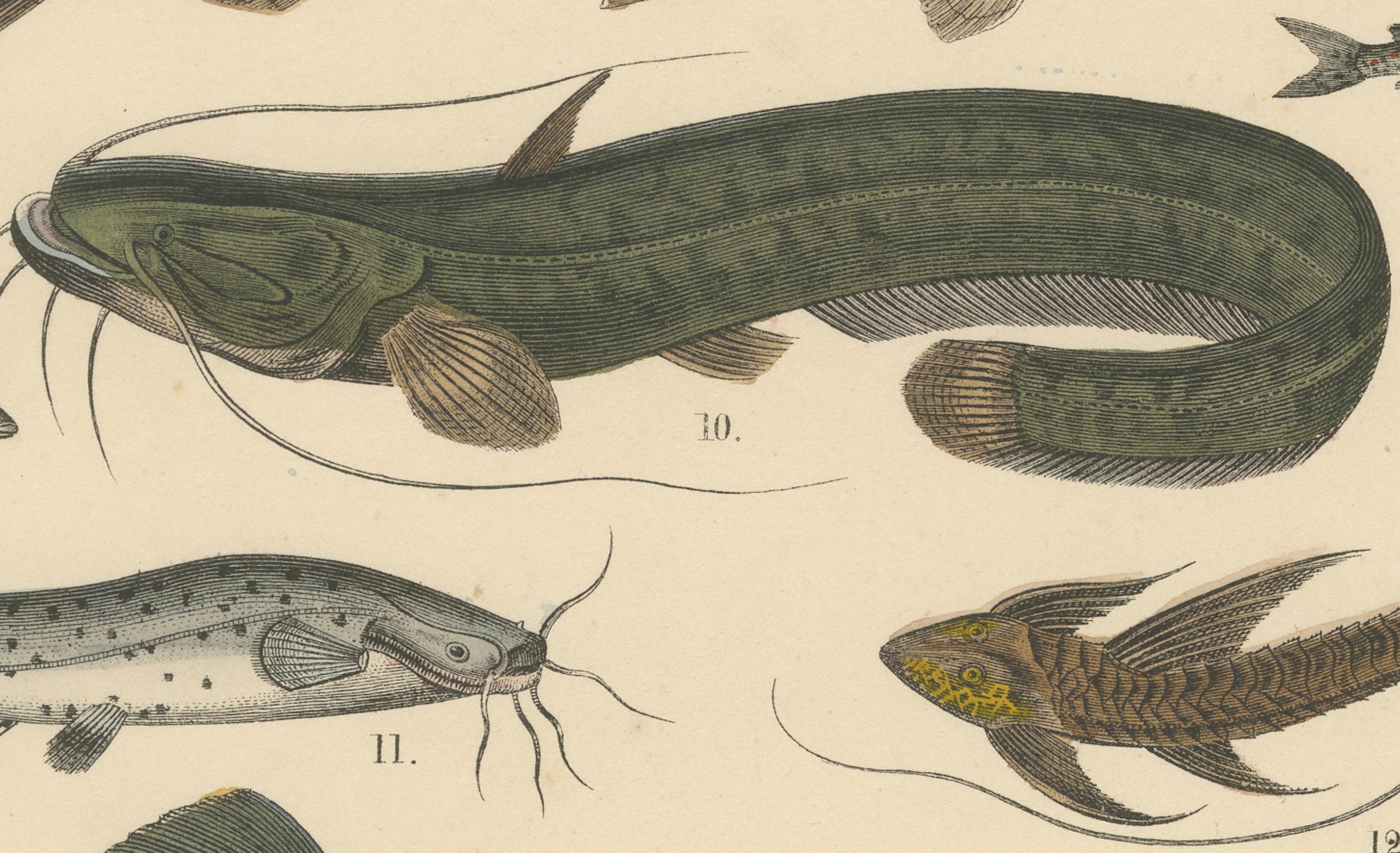 Süßwasser Fisch Druck: Hecht, Wels, Aal, Forelle - Antiquität 1867 im Angebot 2