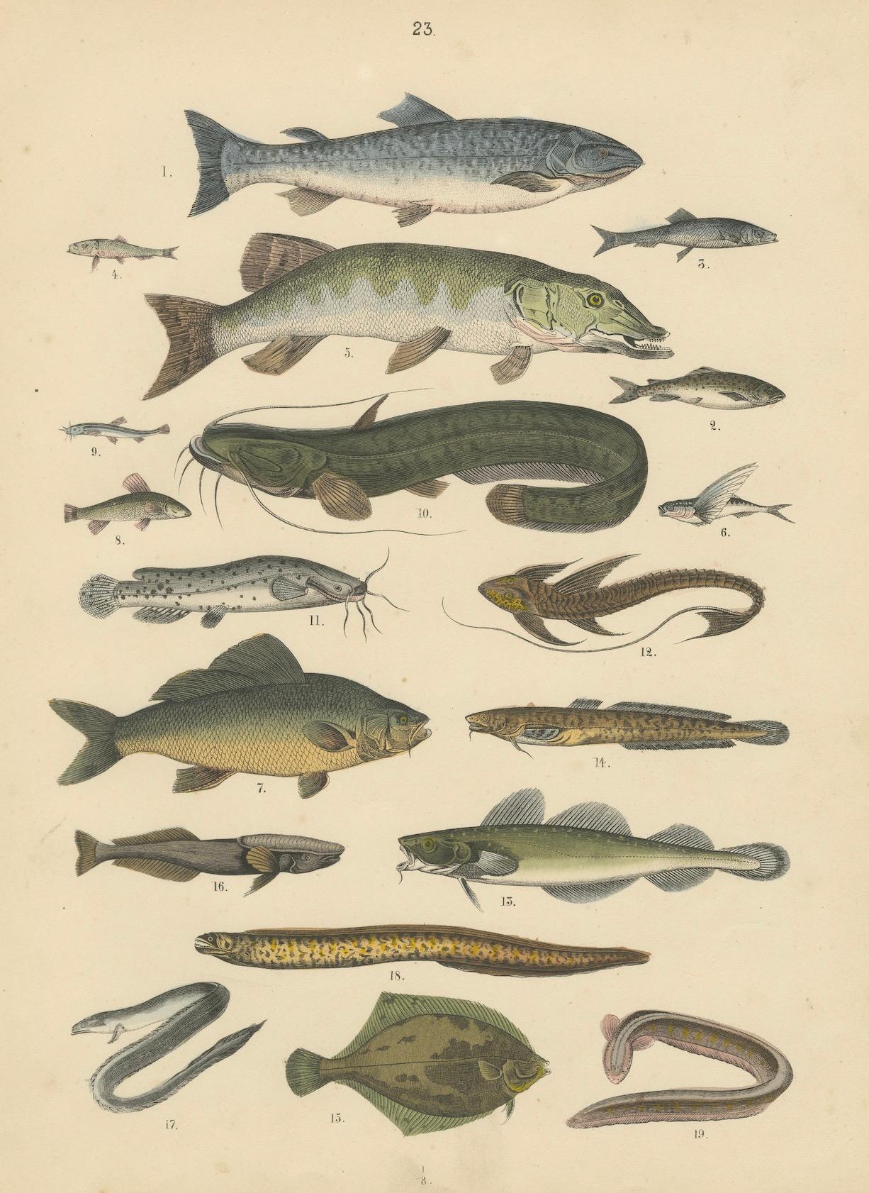 Süßwasser Fisch Druck: Hecht, Wels, Aal, Forelle - Antiquität 1867 im Angebot 3