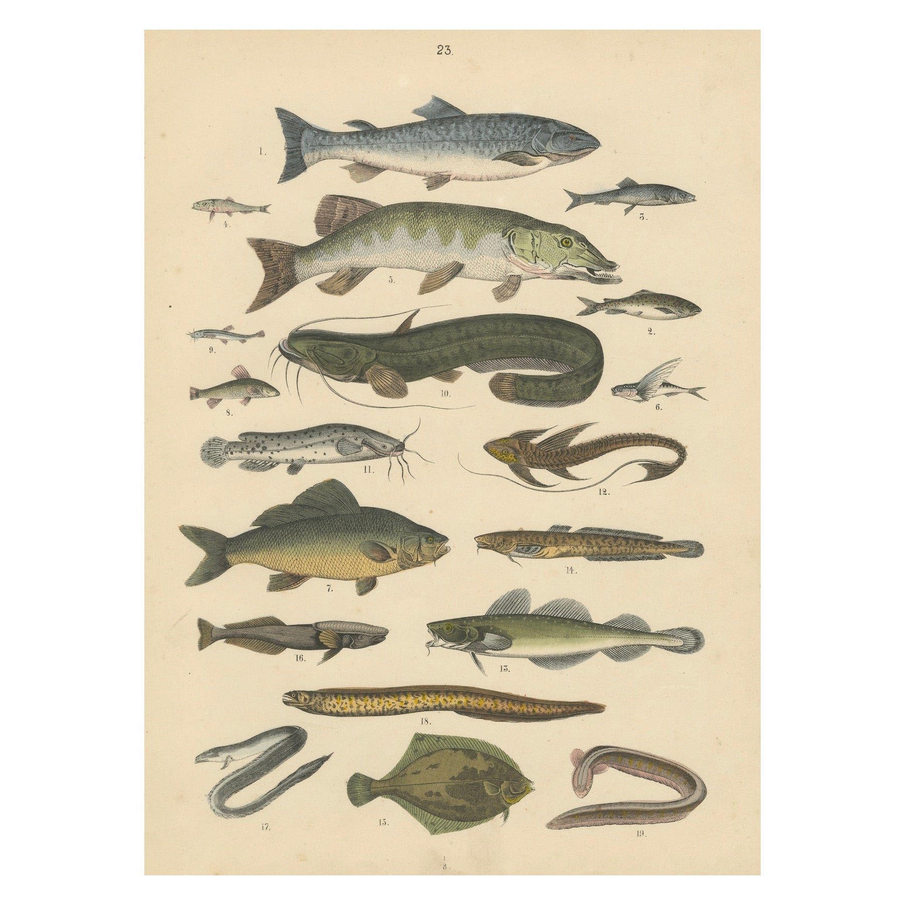 Süßwasser Fisch Druck: Hecht, Wels, Aal, Forelle - Antiquität 1867