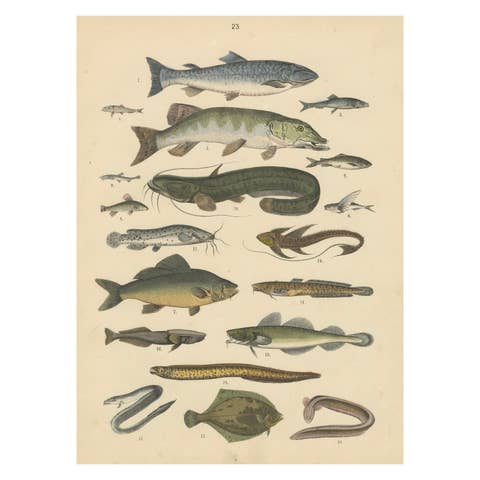 Freshwater Fish Print: Pike, Catfish, Eel, Trout – Antique 1867