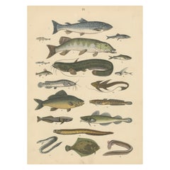 Freshwater Fish Print: Pike, Catfish, Eel, Trout – Antique 1867