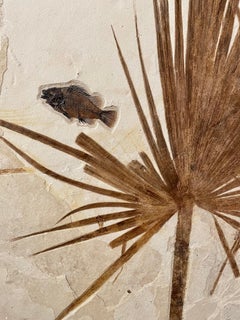 'Frida' - Fossilised Palm and Fish Wall Plate