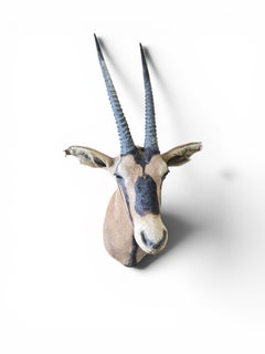 Fringe-Eared Oryx (Oryx beisa callotis) Shoulder Mount by Rowland Ward, London
