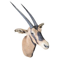 Fringe-Eared Oryx (Oryx beisa callotis) Shoulder Mount by Rowland Ward, London