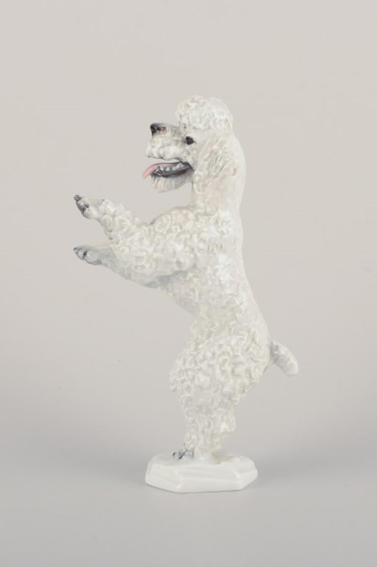 Fritz Heidenreich for Rosenthal, Germany.
Large standing porcelain poodle.
Approximately from the 1930s.
Model number 5155.
Marked.
In perfect condition.
First factory quality.
Dimensions: Height 20.5 cm x Diameter 12.5 cm.