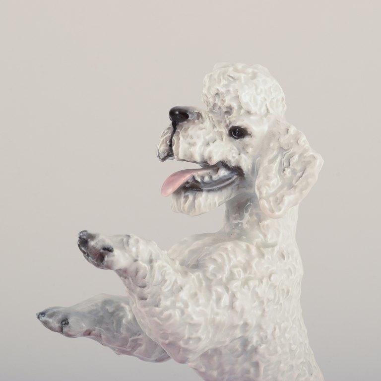 Mid-20th Century Fritz Heidenreich for Rosenthal. Large standing porcelain poodle. Approx. 1930s For Sale