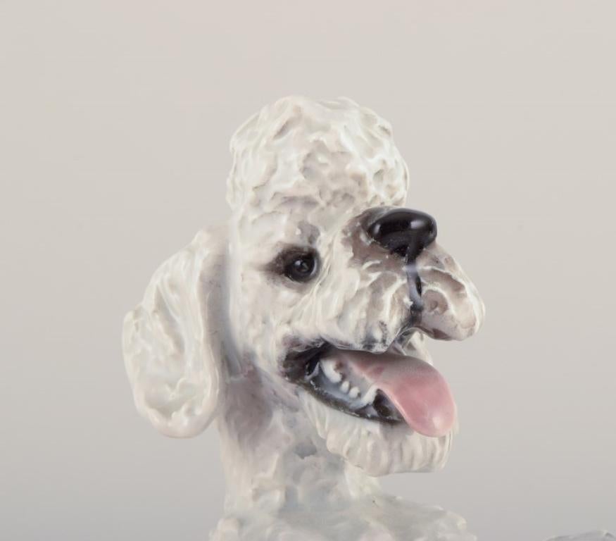 Fritz Heidenreich for Rosenthal. Large standing porcelain poodle. Approx. 1930s For Sale 1