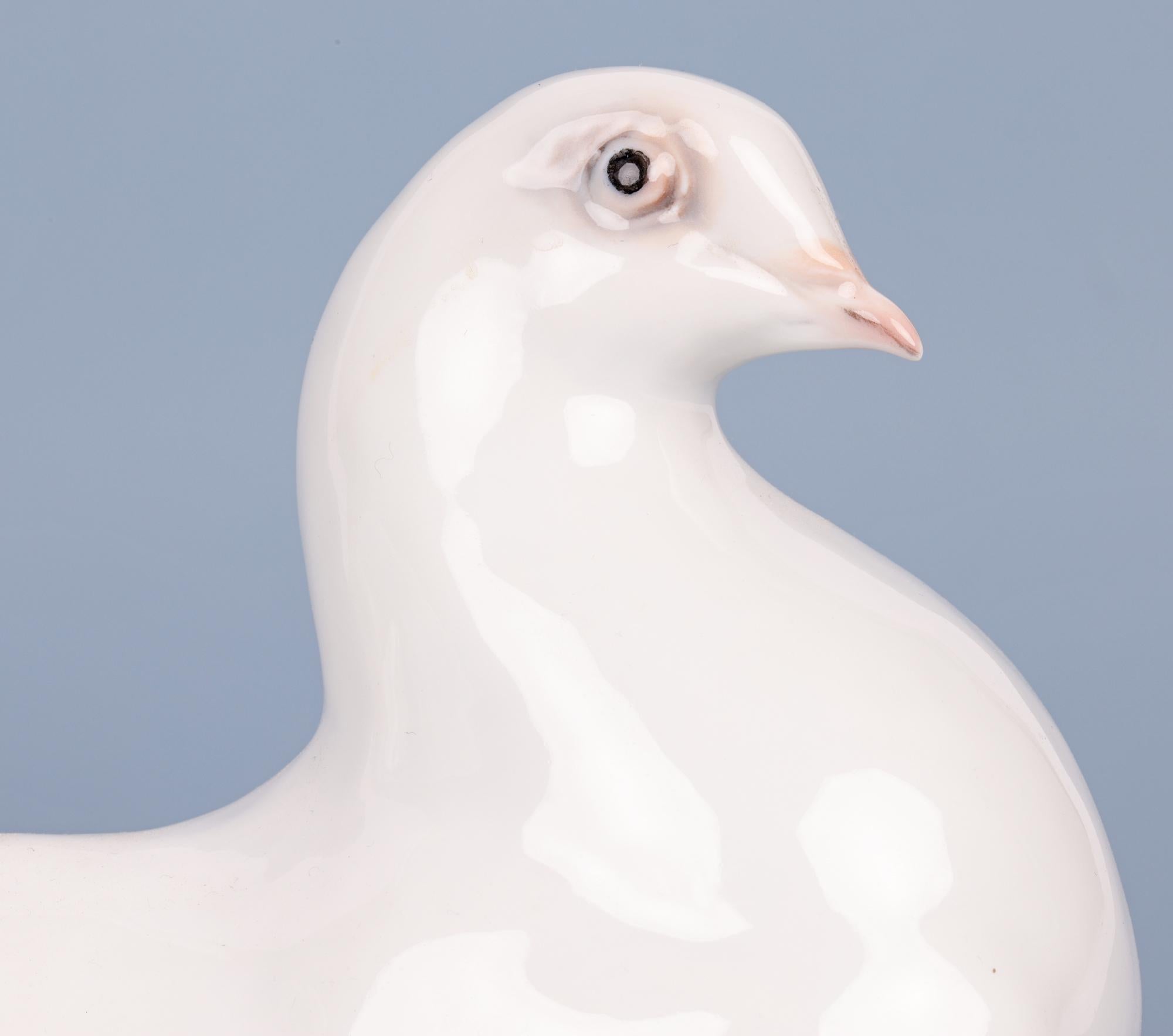 white doves for sale