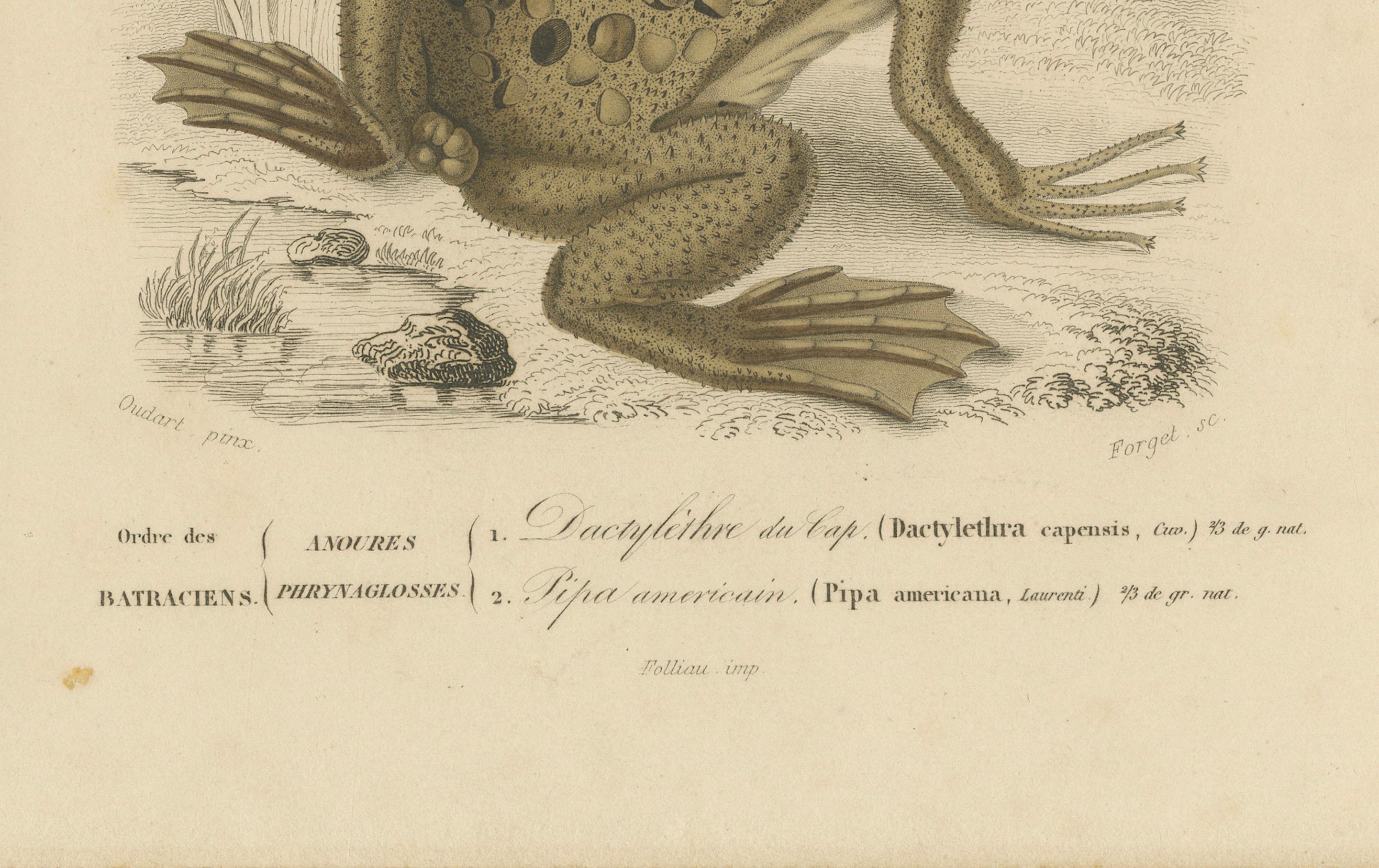 Gravure de grenouille de Dactylethra du Cap et de crapaud de Surinam, c.I.C., par Orbigny

Cette gravure rare et scientifiquement détaillée, colorée à la main au 19e siècle, Reptiles Pl. 17, représente deux espèces remarquables d'amphibiens : le