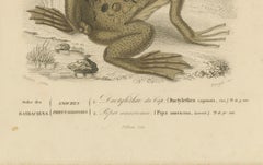 Frog Print of Cape Dactylethra and Surinam Toad, c.1850, by Orbigny