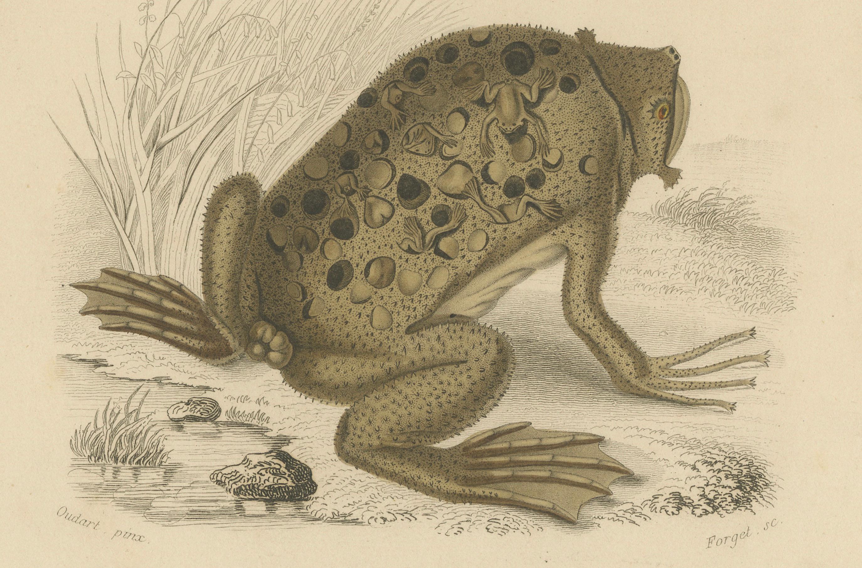 Français Gravure de grenouille de Dactylethra du Cap et de crapaud de Surinam, c.I.C., par Orbigny en vente