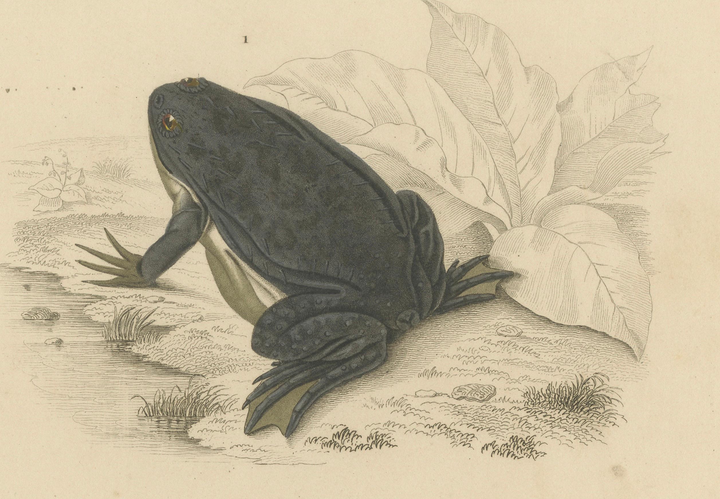 Gravure de grenouille de Dactylethra du Cap et de crapaud de Surinam, c.I.C., par Orbigny Bon état - En vente à Langweer, NL