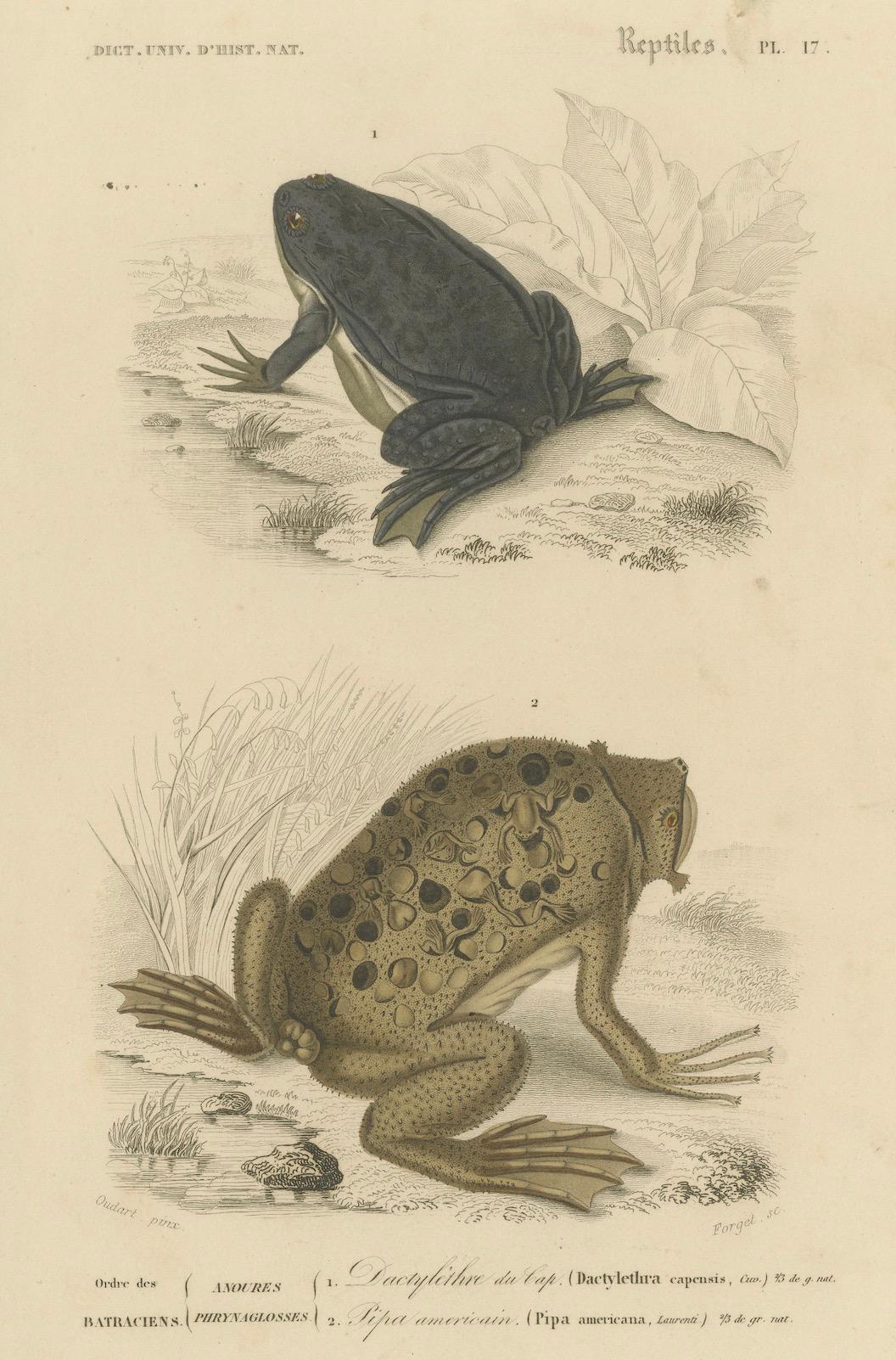 XIXe siècle Gravure de grenouille de Dactylethra du Cap et de crapaud de Surinam, c.I.C., par Orbigny en vente