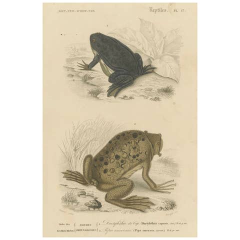 Frog Print of Cape Dactylethra and Surinam Toad, c.1850, by Orbigny