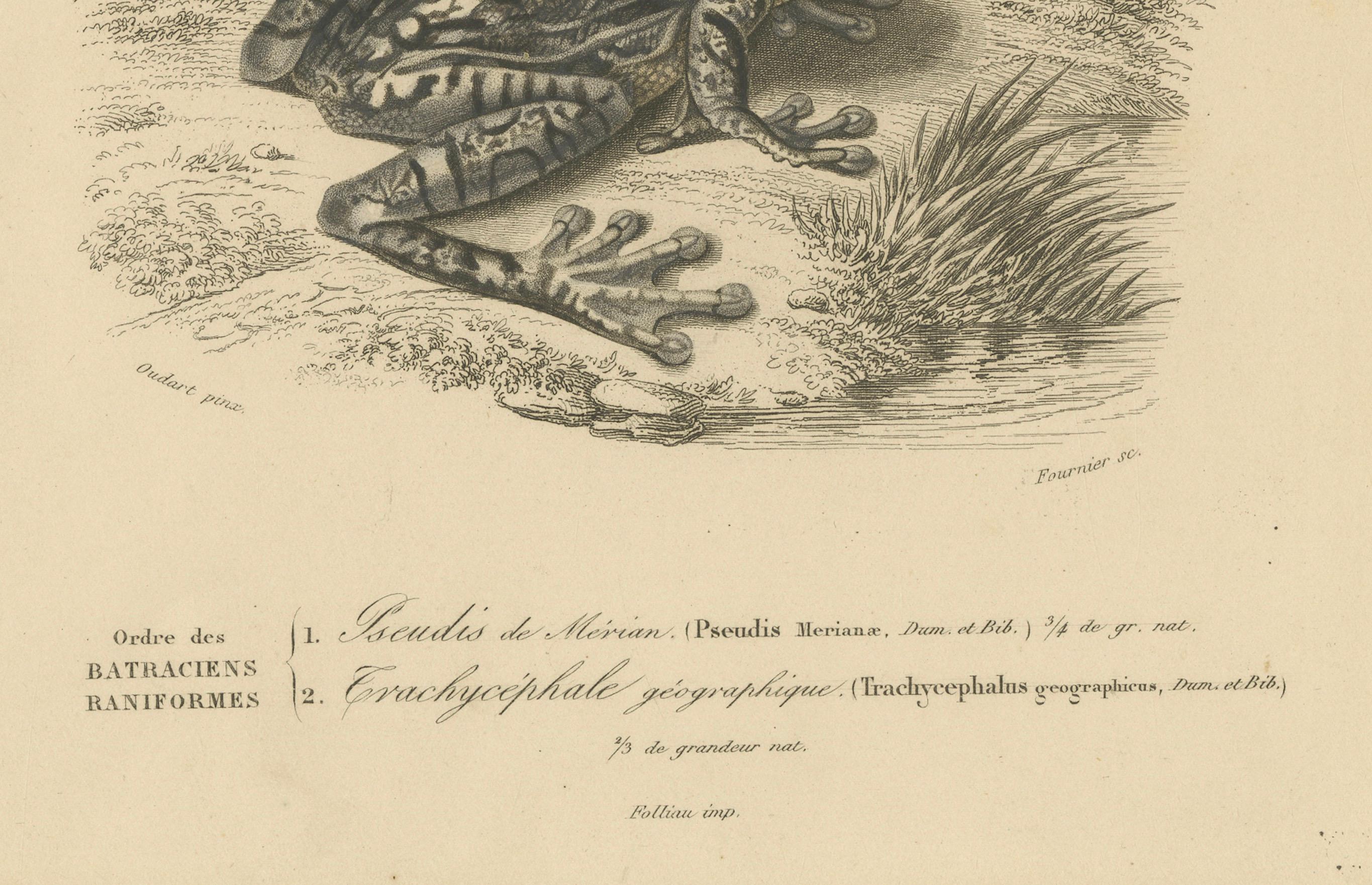 Gravure de grenouille arboricole mexicaine et de grenouille de carte, c.I.C., par Orbigny Bon état - En vente à Langweer, NL