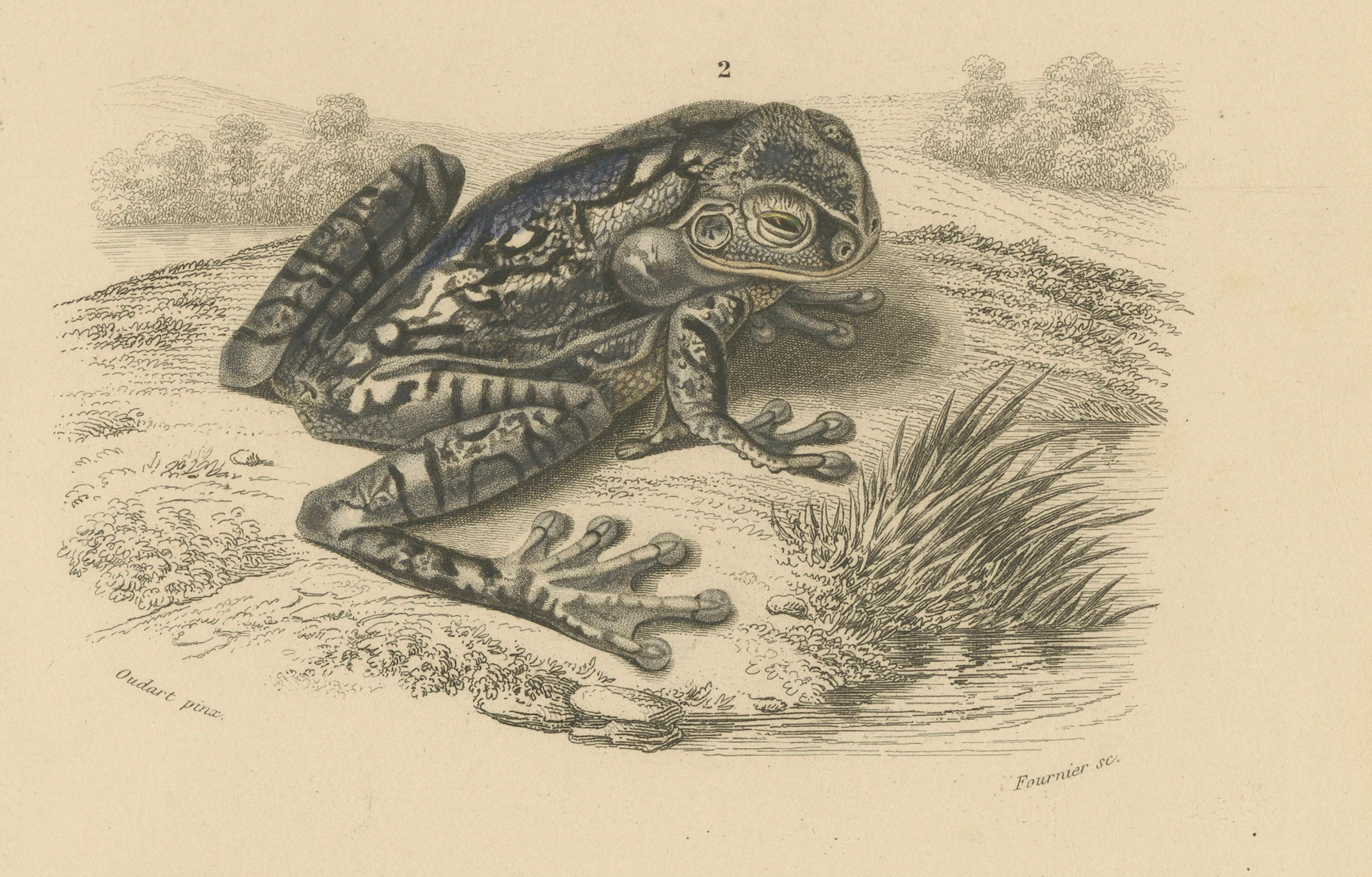 XIXe siècle Gravure de grenouille arboricole mexicaine et de grenouille de carte, c.I.C., par Orbigny en vente