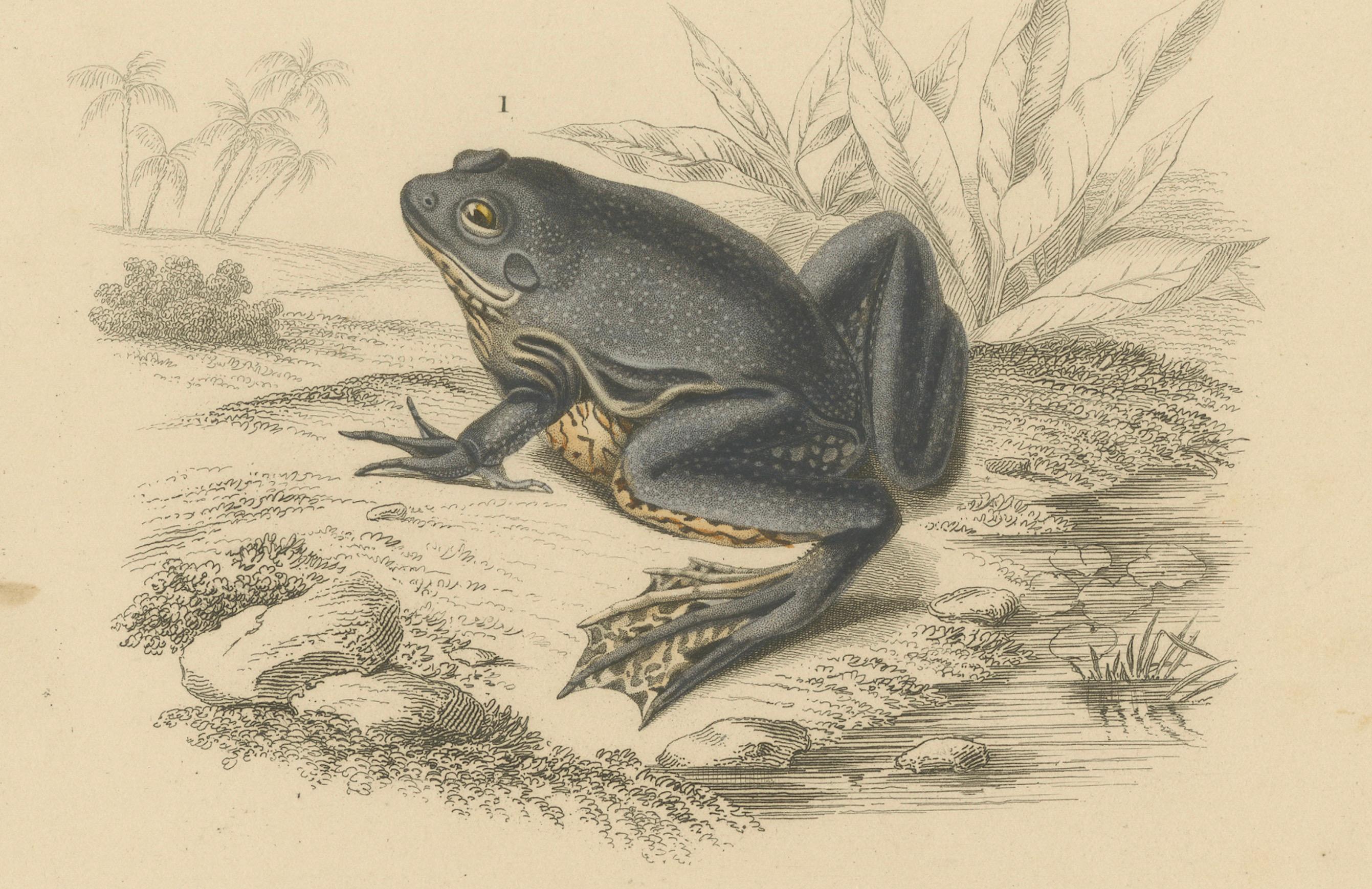 Papier Gravure de grenouille arboricole mexicaine et de grenouille de carte, c.I.C., par Orbigny en vente