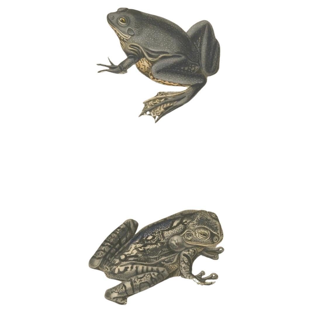 Français Gravure de grenouille arboricole mexicaine et de grenouille de carte, c.I.C., par Orbigny en vente