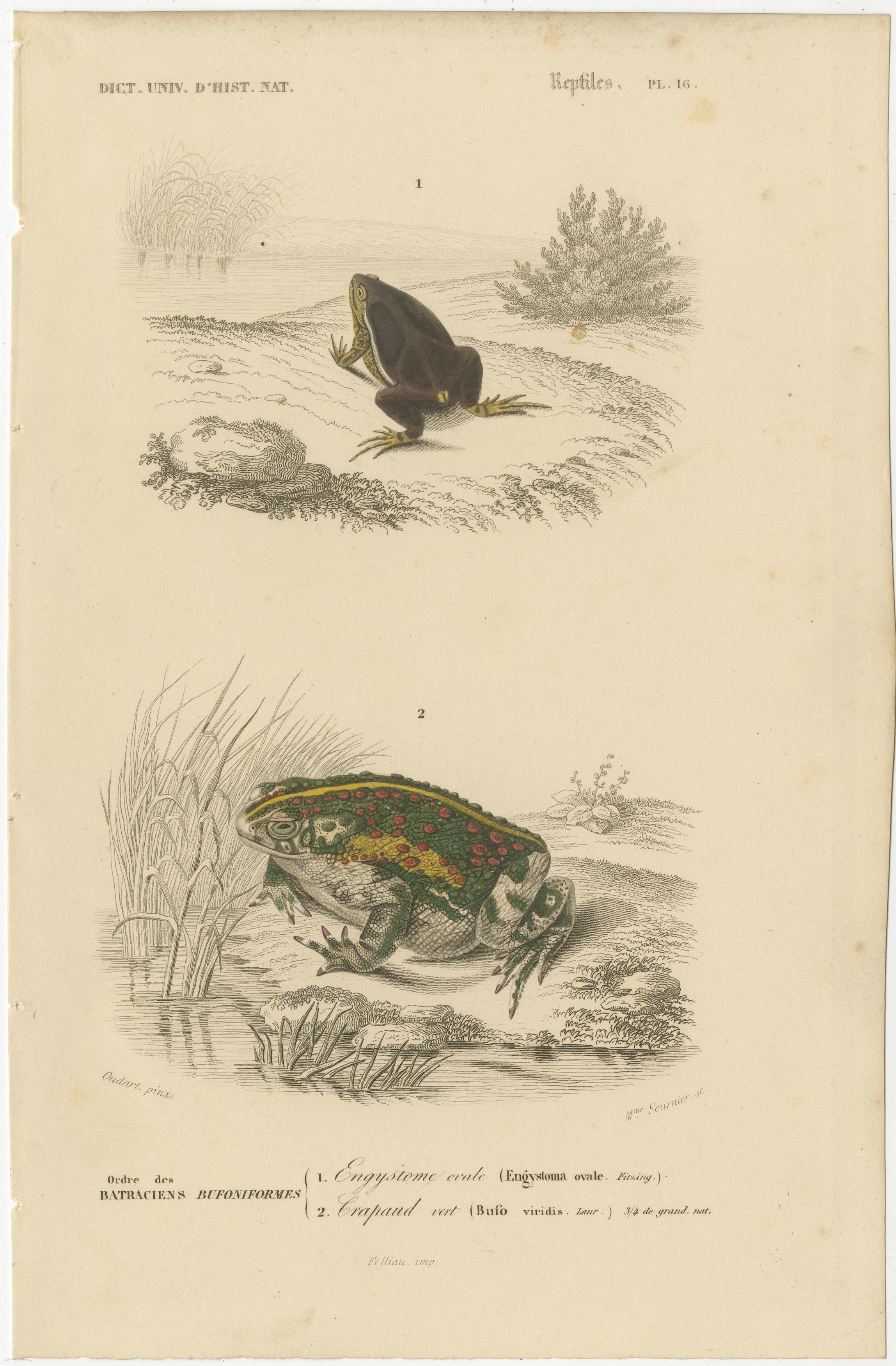 Gravure de grenouille de l'Engystome ovale et du Crapaud vert, c.1850, par Orbigny

Cette gravure colorée à la main du XIXe siècle, Reptiles Pl. 16, présente deux amphibiens uniques : l'Engystome ovale (*Engystoma ovale*) et le Crapaud vert (*Bufo