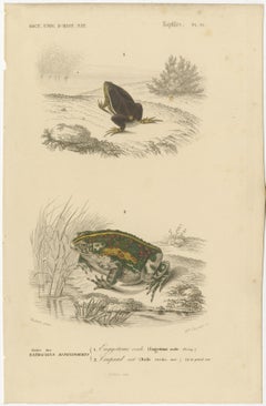 Frog Print of Oval Engystoma and Green Toad, c.1850, by Orbigny