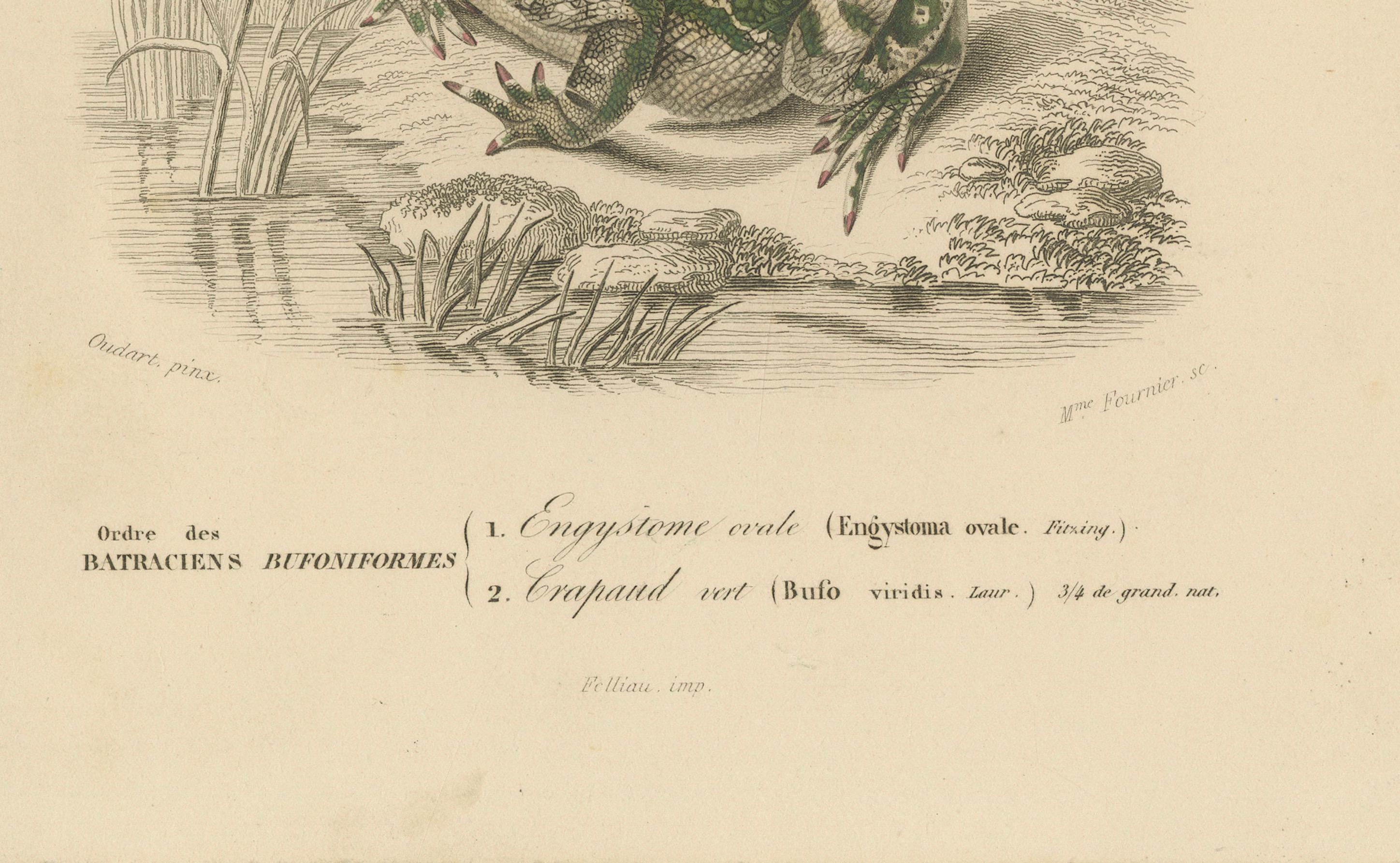 Français Gravure de grenouille de l'Engystome ovale et du Crapaud vert, c.1850, par Orbigny en vente
