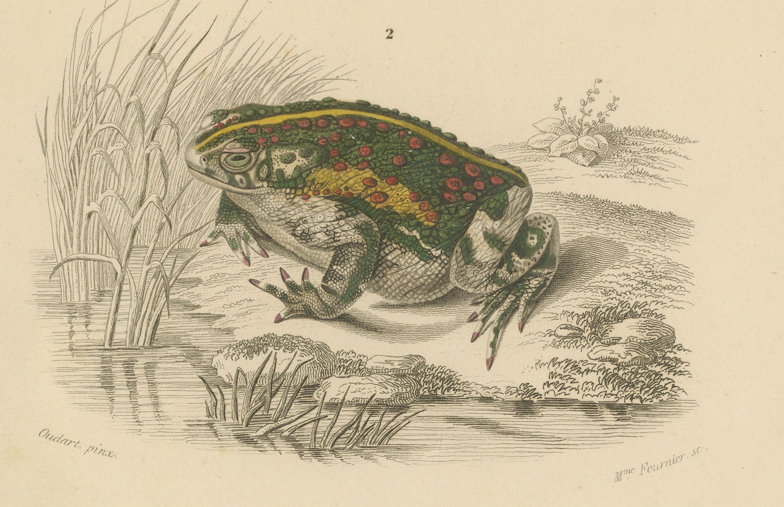 Gravure de grenouille de l'Engystome ovale et du Crapaud vert, c.1850, par Orbigny Bon état - En vente à Langweer, NL