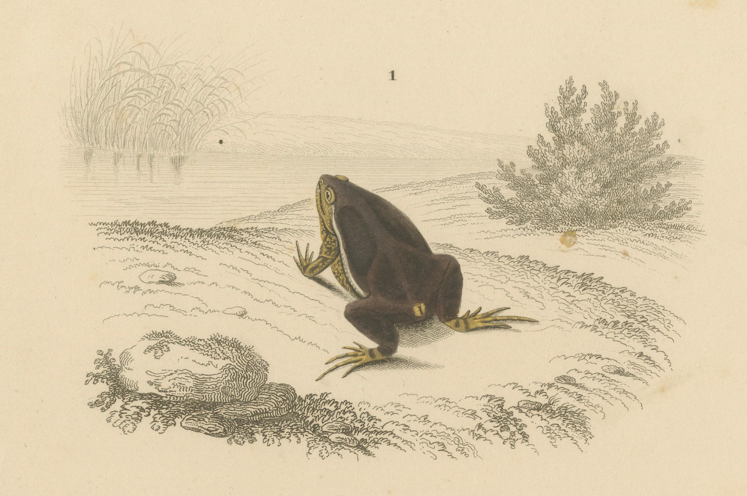 XIXe siècle Gravure de grenouille de l'Engystome ovale et du Crapaud vert, c.1850, par Orbigny en vente