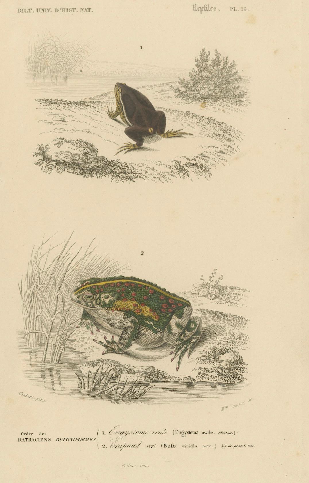 Papier Gravure de grenouille de l'Engystome ovale et du Crapaud vert, c.1850, par Orbigny en vente