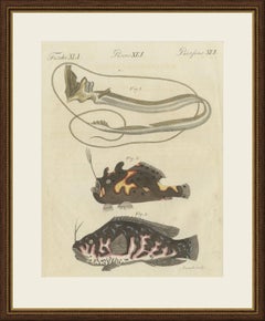 Frogfish with Lure and a Ribbon Fish, Antique Bertuch Print, circa 1810