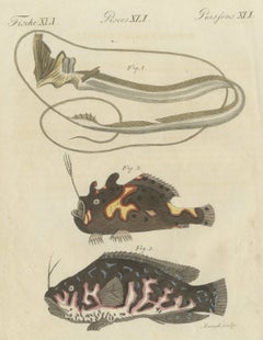 Frogfish with Lure and a Ribbon Fish, Antique Bertuch Print, circa 1810
