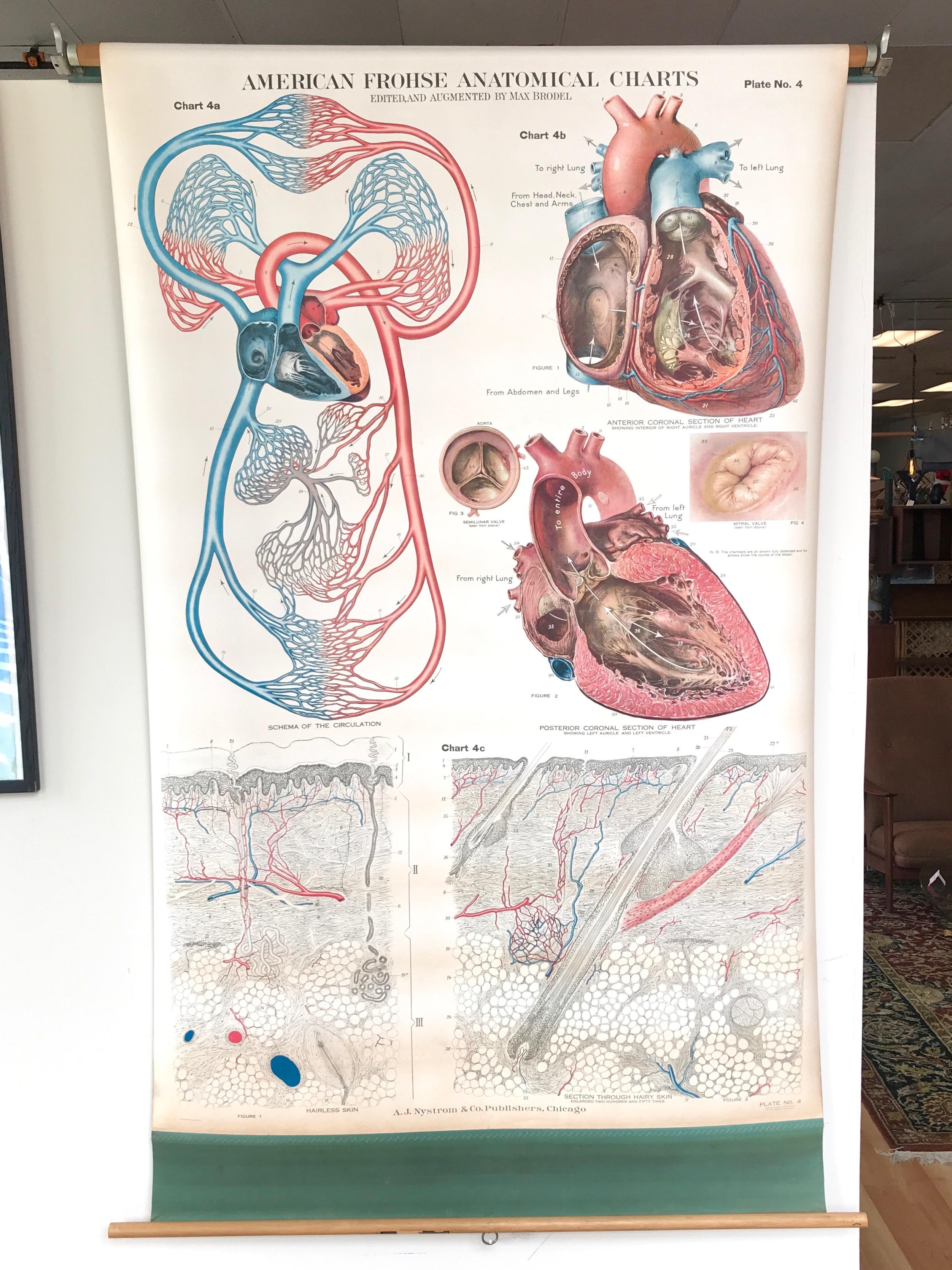 Ein beeindruckend großes und sorgfältig ausgeführtes anatomisches Schaubild von American Frohse, das das menschliche Kreislaufsystem darstellt, herausgegeben von A.J. Nystrom & Co., Chicago.

Tafel Nr. 4 einer einflussreichen Serie von großen,