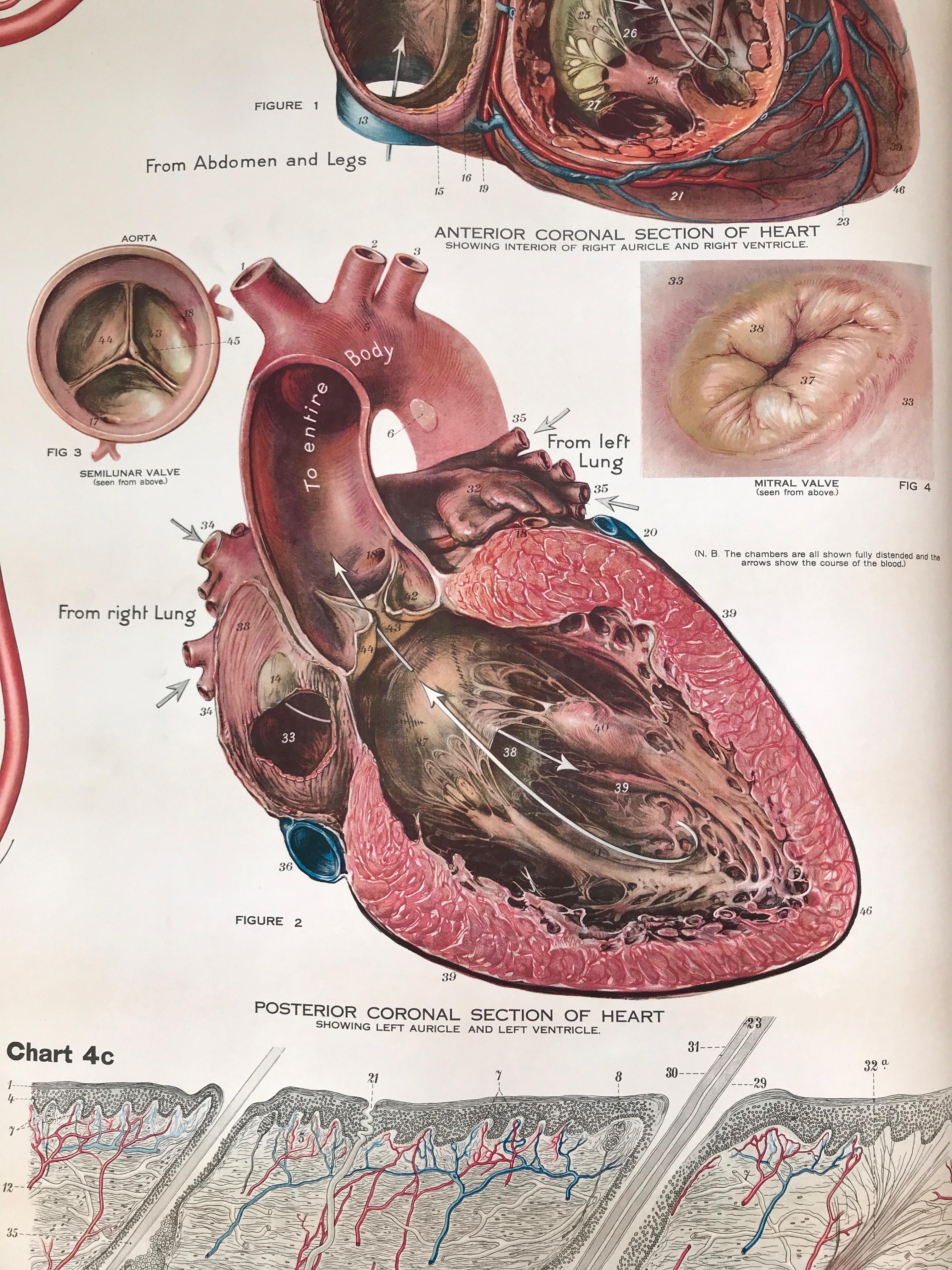 Anatomische Frohse-Karte von A.J. Nystrom, Teller Nr. 4, kreisförmiges System, 1918 im Zustand „Gut“ im Angebot in San Francisco, CA