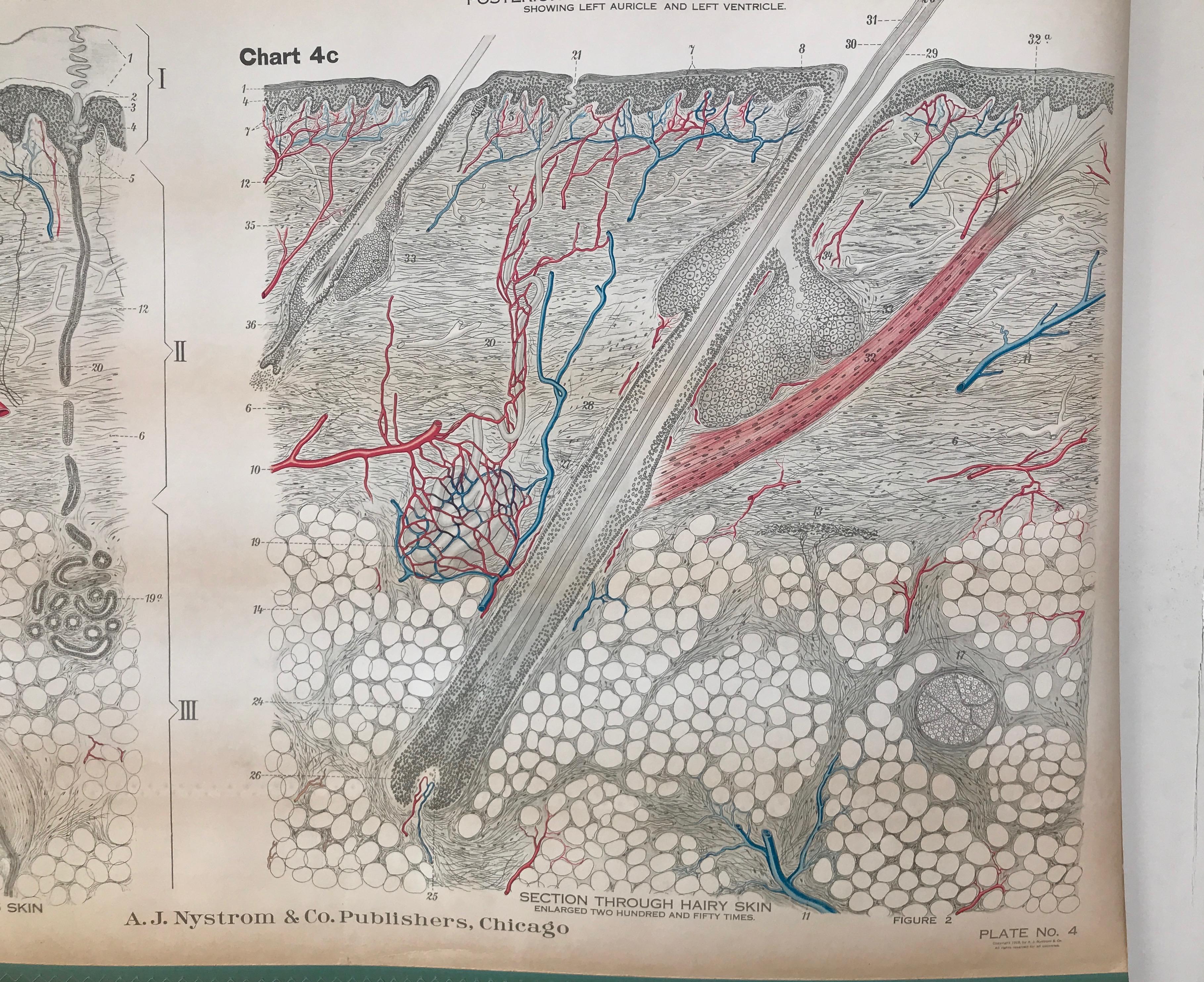 Anatomische Frohse-Karte von A.J. Nystrom, Teller Nr. 4, kreisförmiges System, 1918 (Metall) im Angebot