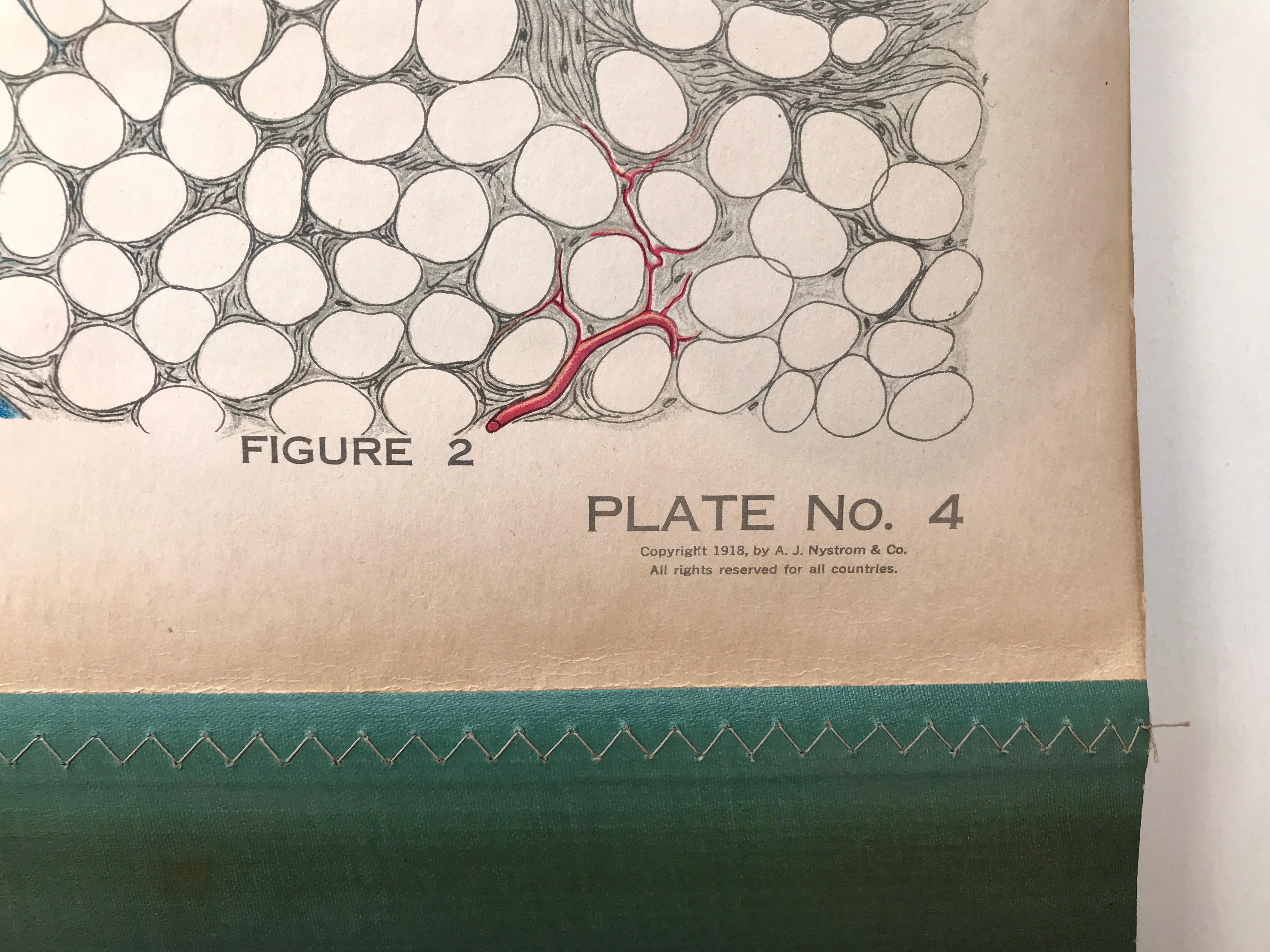 Tableau anatomique de la grenouille par A.J. Nystrom, planche n° 4, système circulaire, 1918 en vente 2