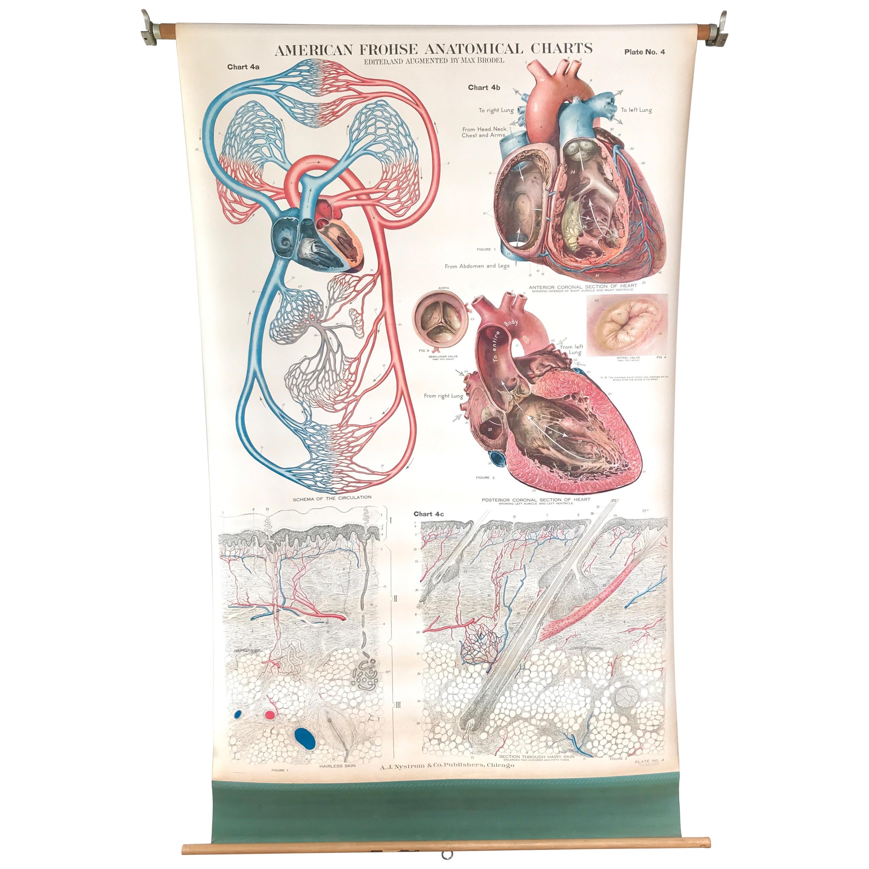 Frohse Anatomical Chart by A.J. Nystrom, Plate No. 4, Circulatory System, 1918 For Sale