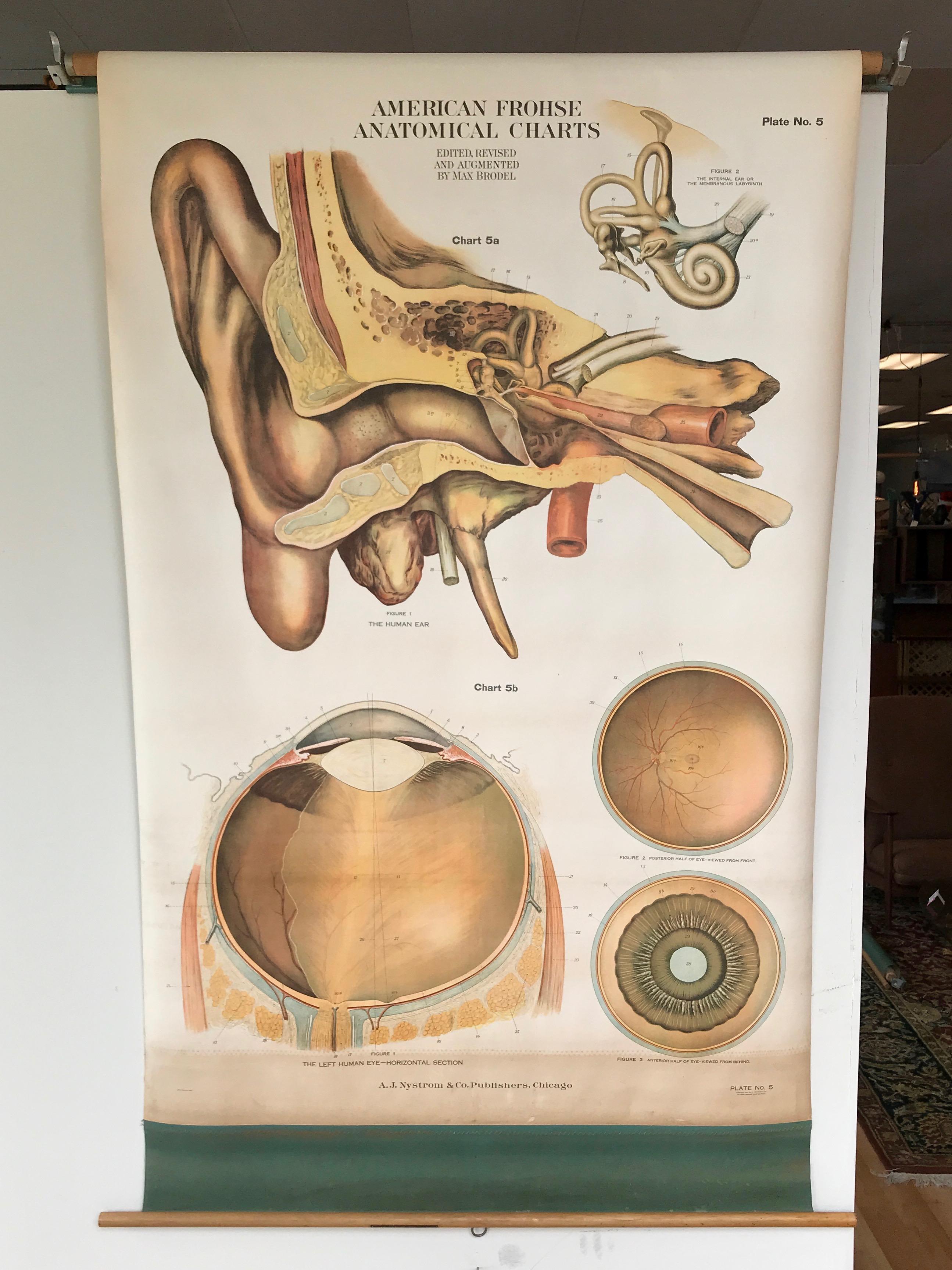 An impressively sized and meticulously executed American Frohse pulldown anatomical chart depicting the human ear and eye, published by A.J. Nystrom & Co., Chicago.

Plate No. 5 in an influential series of large, highly detailed color lithographs