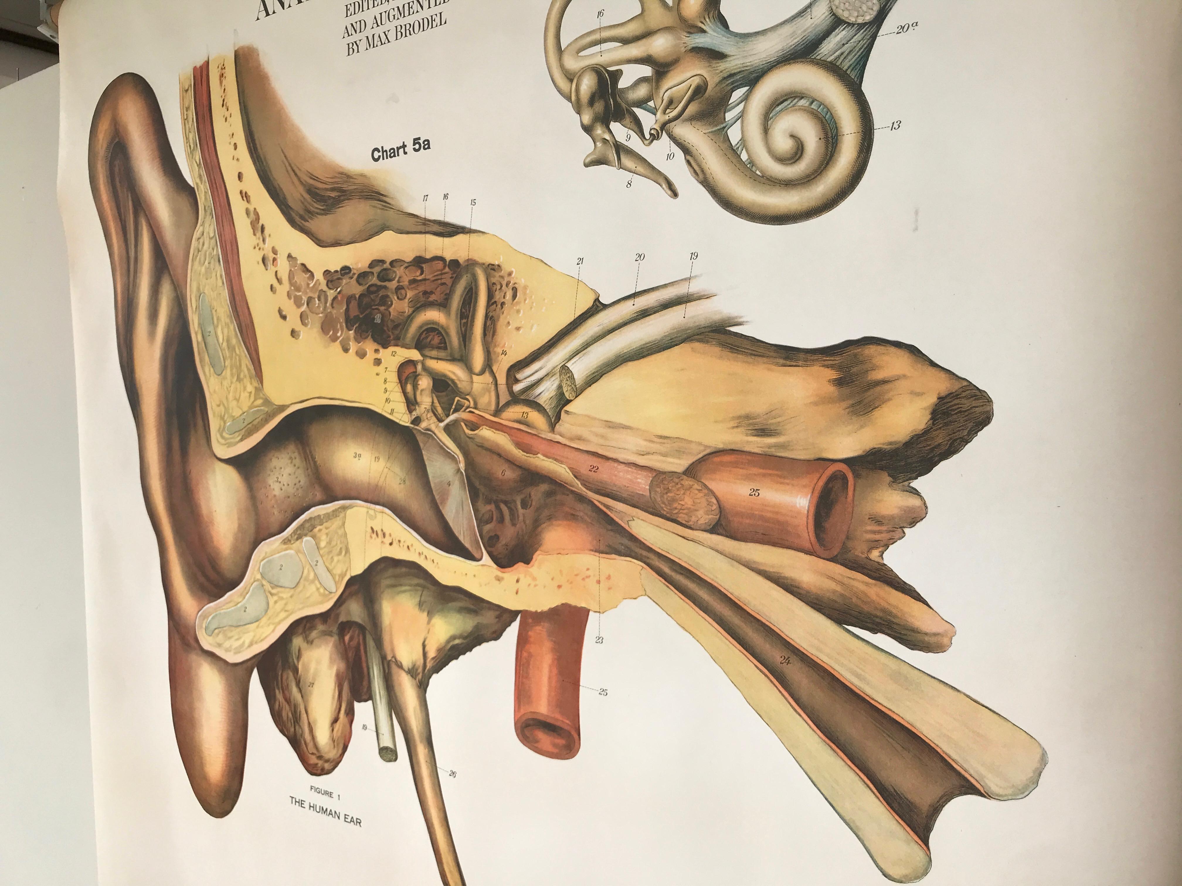 Industrial Frohse Anatomical Chart by A.J. Nystrom, Plate No. 5: Ear and Eye, 1918