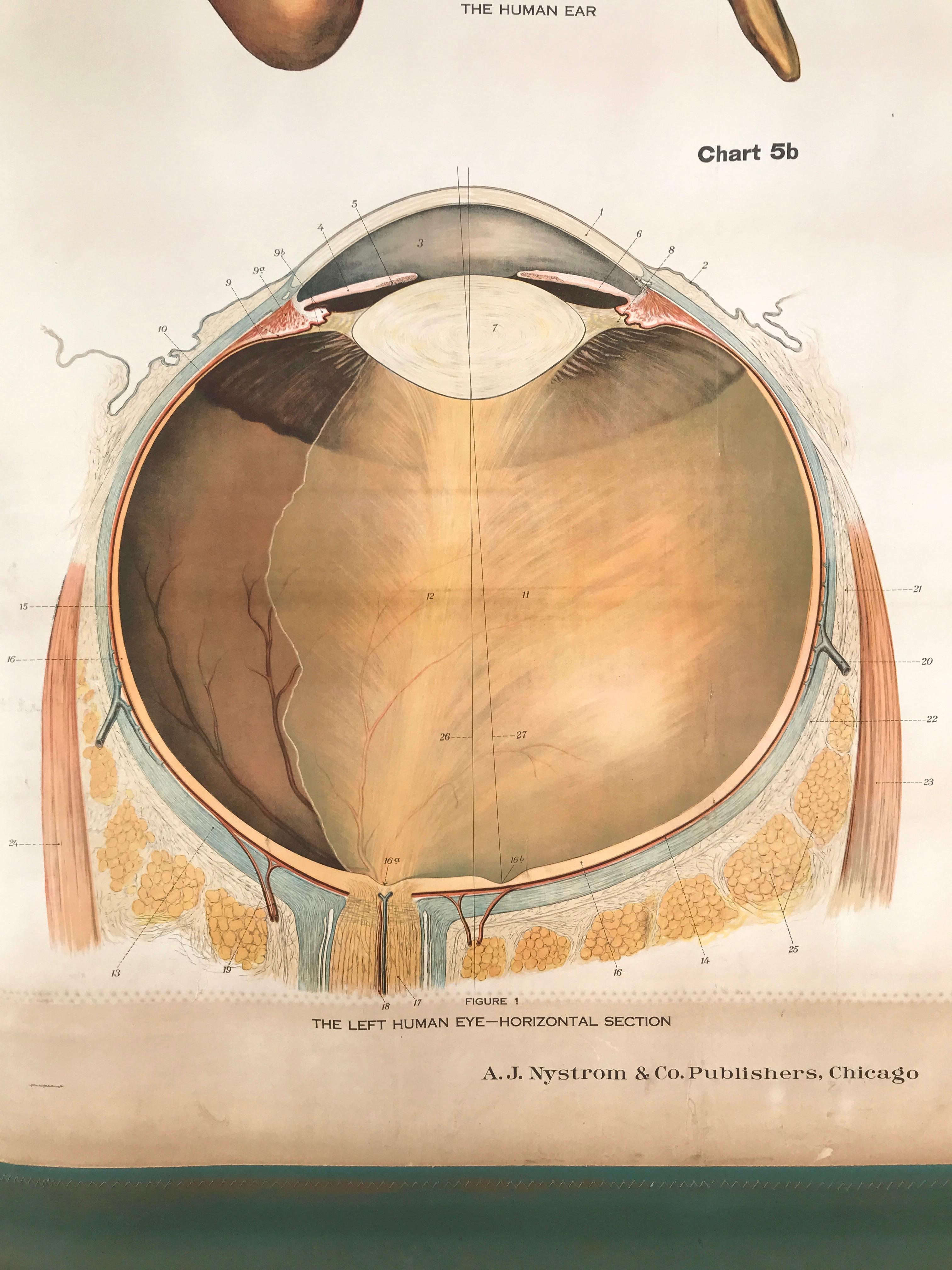Frohse Anatomical Chart by A.J. Nystrom, Plate No. 5: Ear and Eye, 1918 In Good Condition In San Francisco, CA