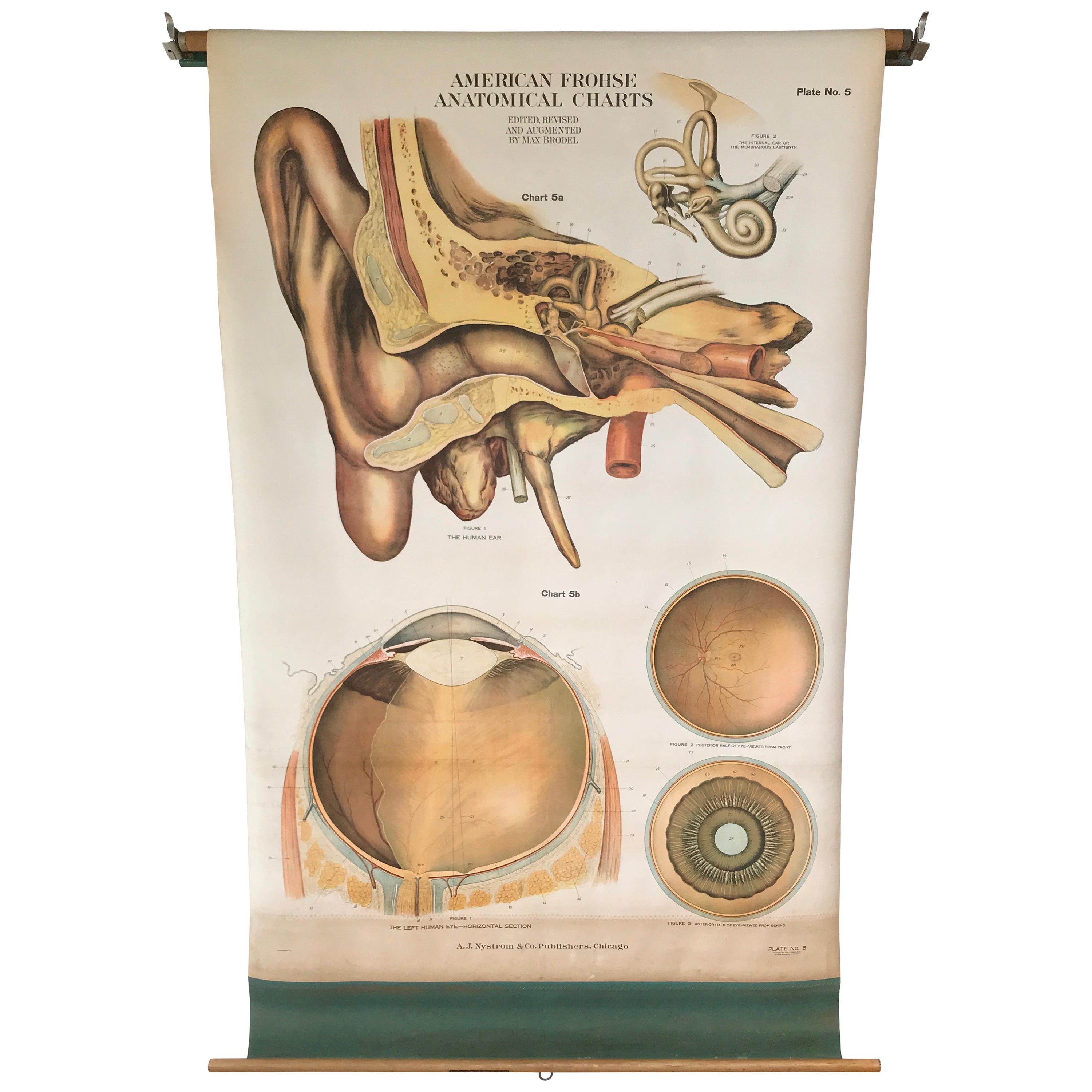 Frohse Anatomical Chart by A.J. Nystrom, Plate No. 5: Ear and Eye, 1918