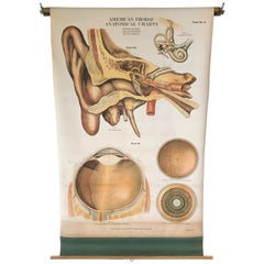 Antique Frohse Anatomical Chart by A.J. Nystrom, Plate No. 5: Ear and Eye, 1918