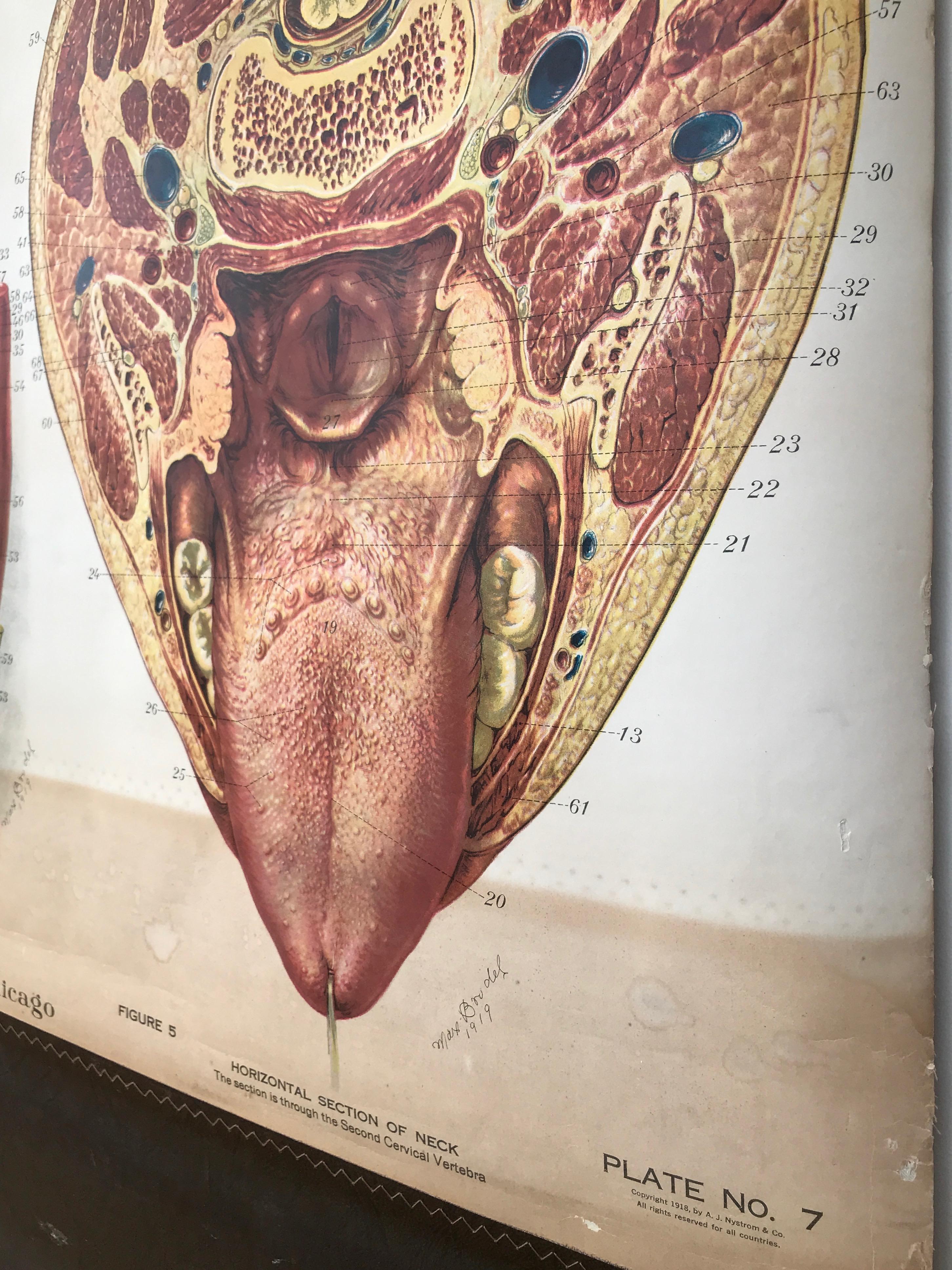 Frohse Anatomical Chart by A.J. Nystrom, Plate No. 7: Head, 1918, Signed 1