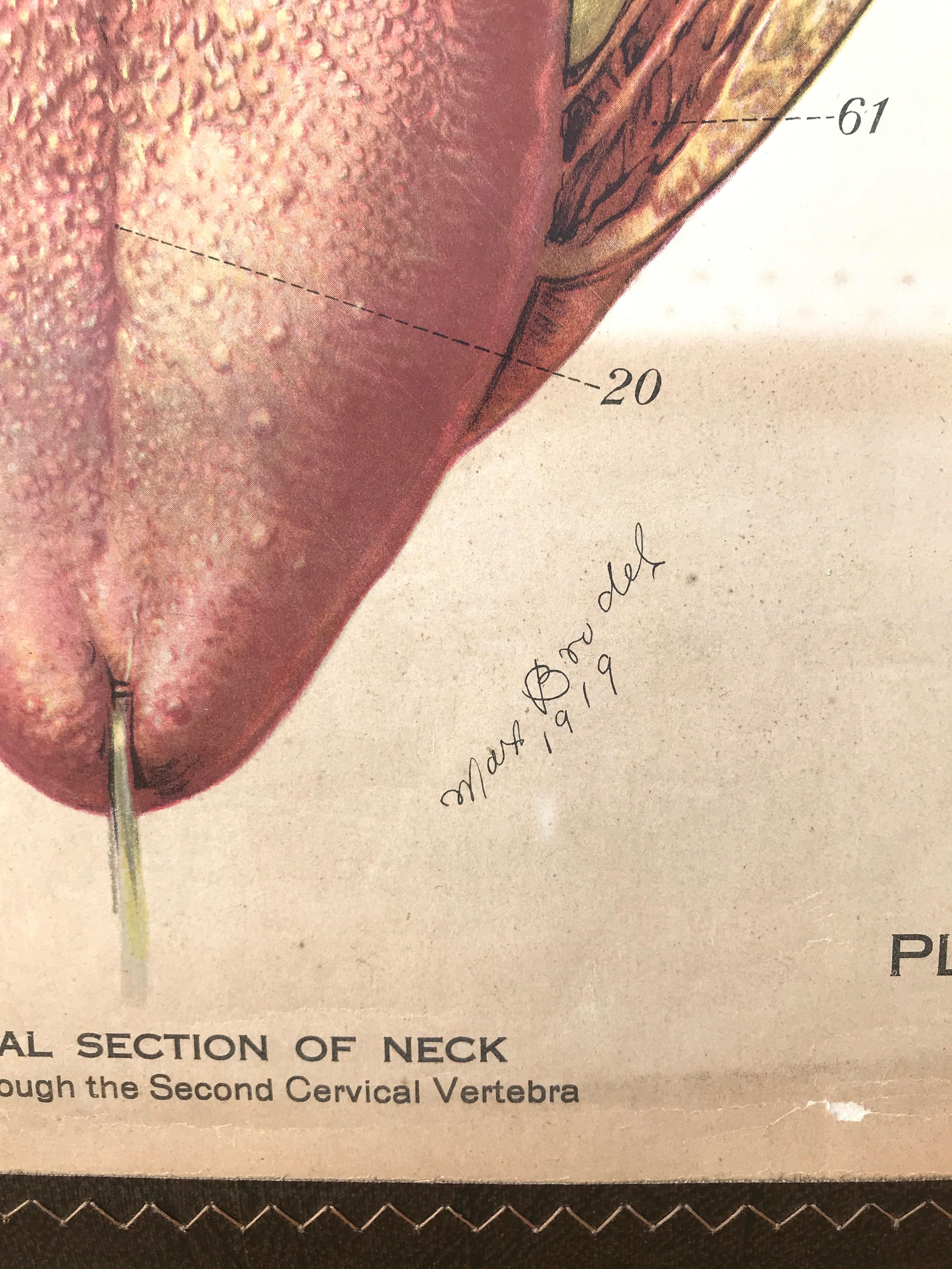 Frohse Anatomical Chart by A.J. Nystrom, Plate No. 7: Head, 1918, Signed 5