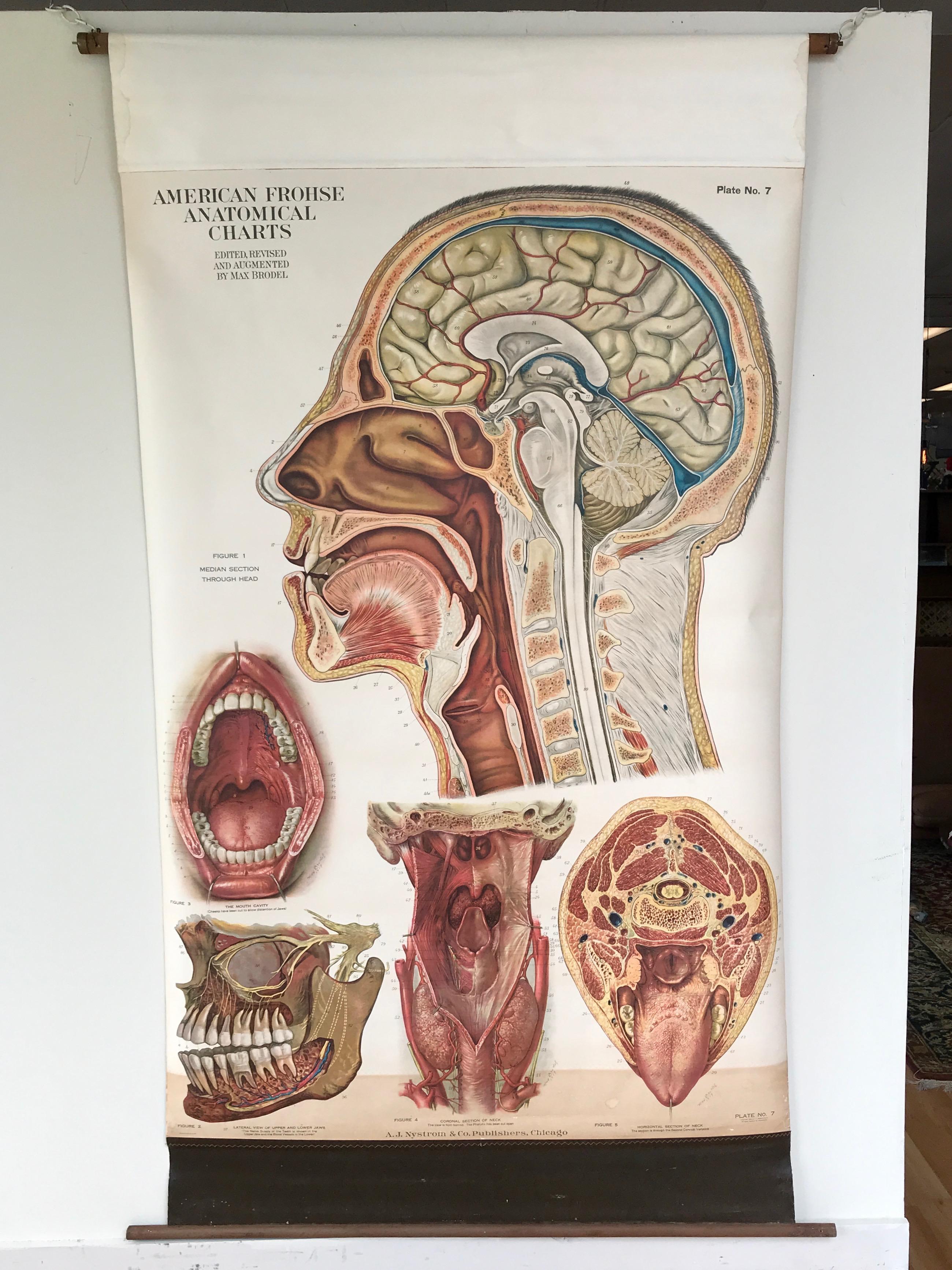 An impressively sized and meticulously executed American Frohse pulldown anatomical chart depicting the human head, published by A.J. Nystrom & Co., Chicago, and featuring the rare dated signature of famed medical illustrator Max Brödel.

Plate No.