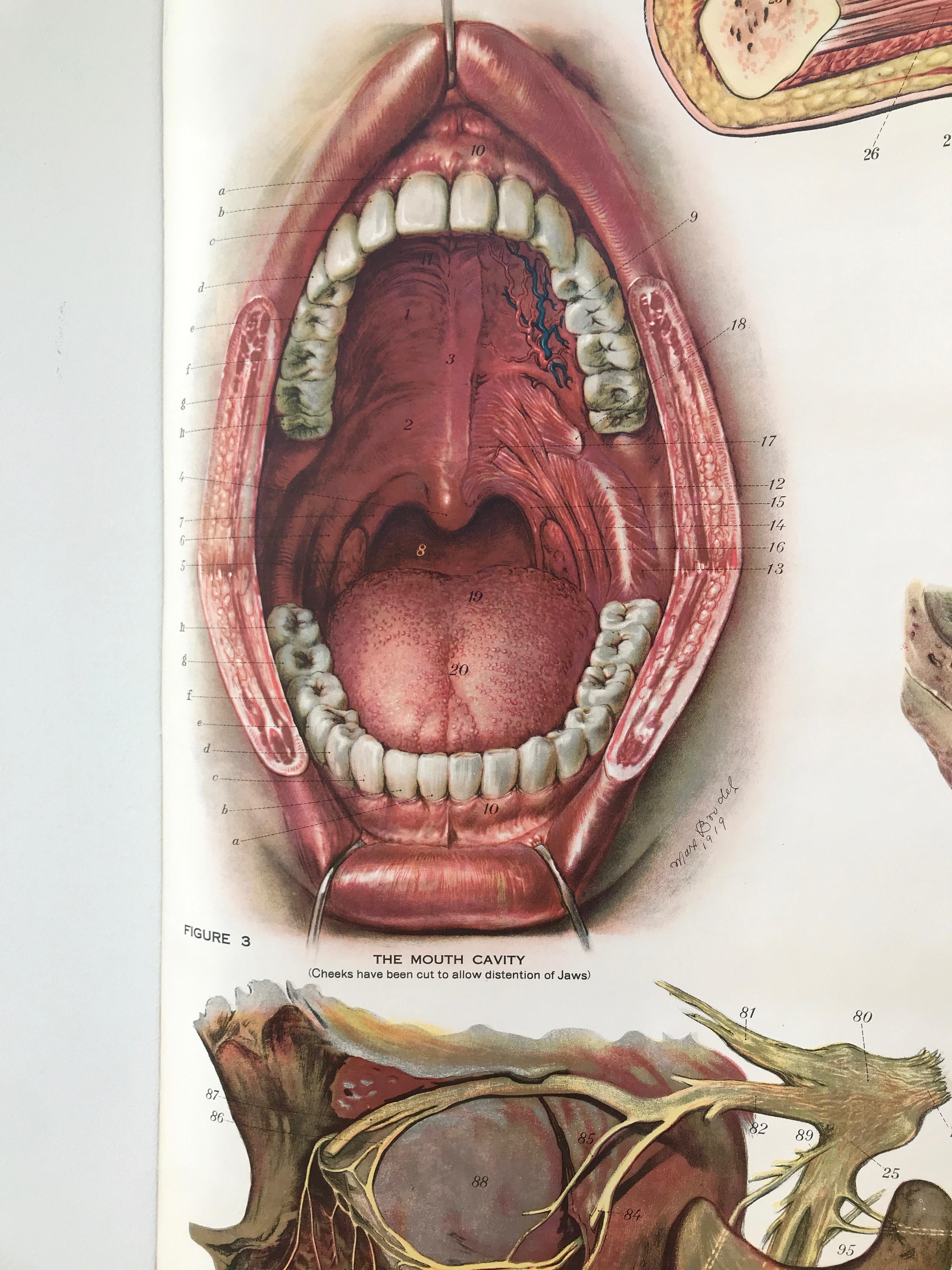 american frohse anatomical charts