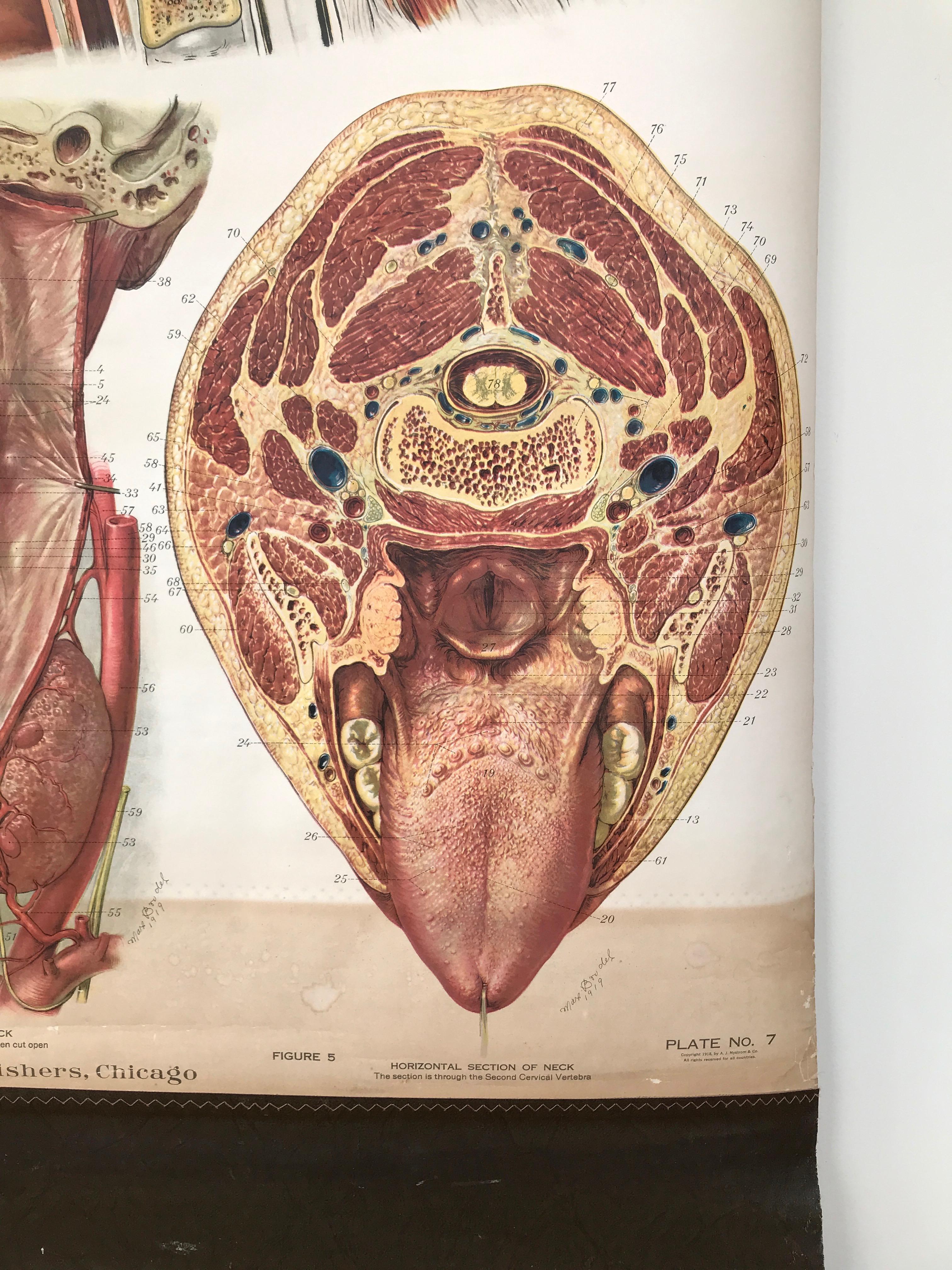American Frohse Anatomical Chart by A.J. Nystrom, Plate No. 7: Head, 1918, Signed