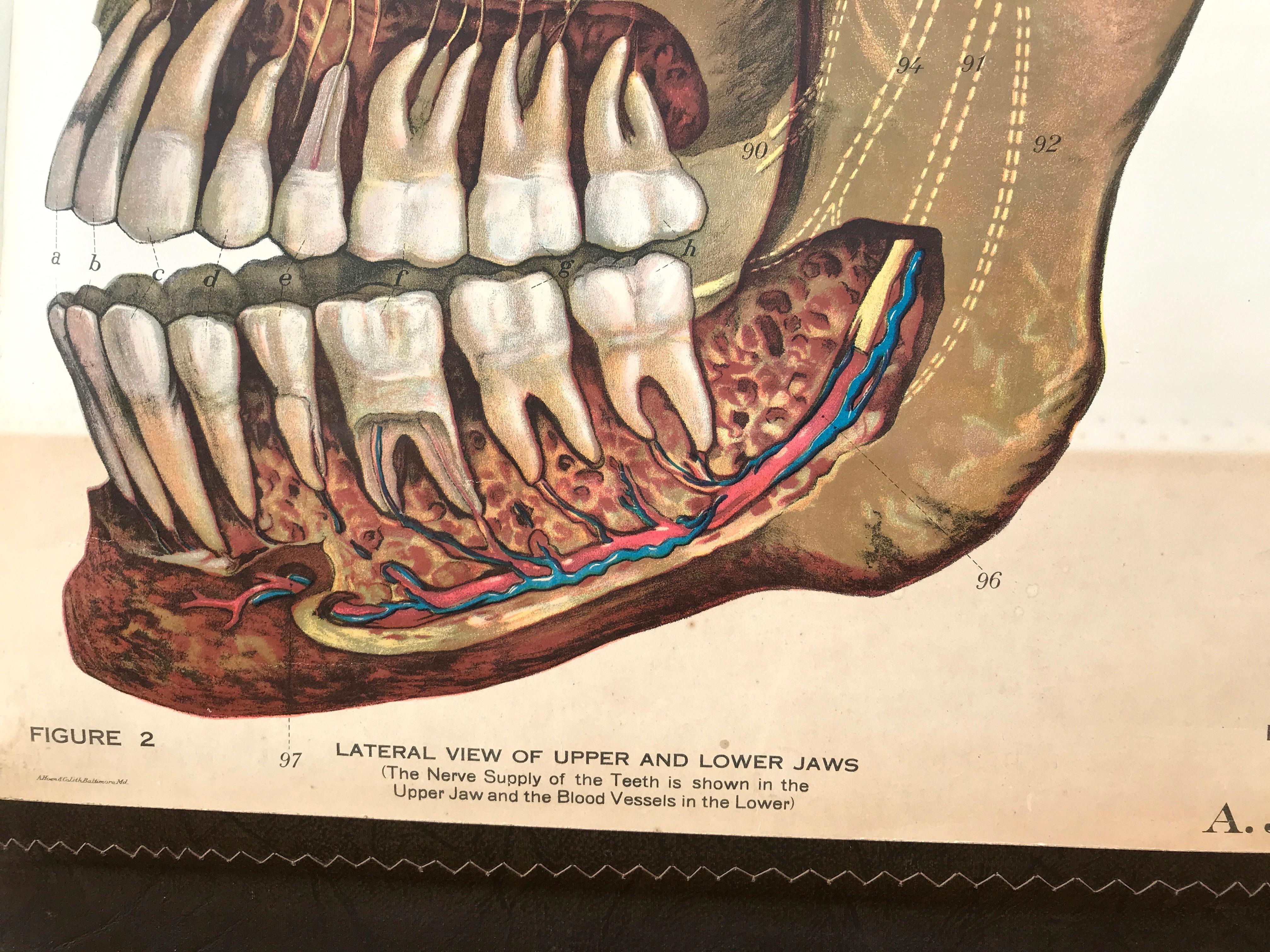 Frohse Anatomical Chart by A.J. Nystrom, Plate No. 7: Head, 1918, Signed In Good Condition In San Francisco, CA