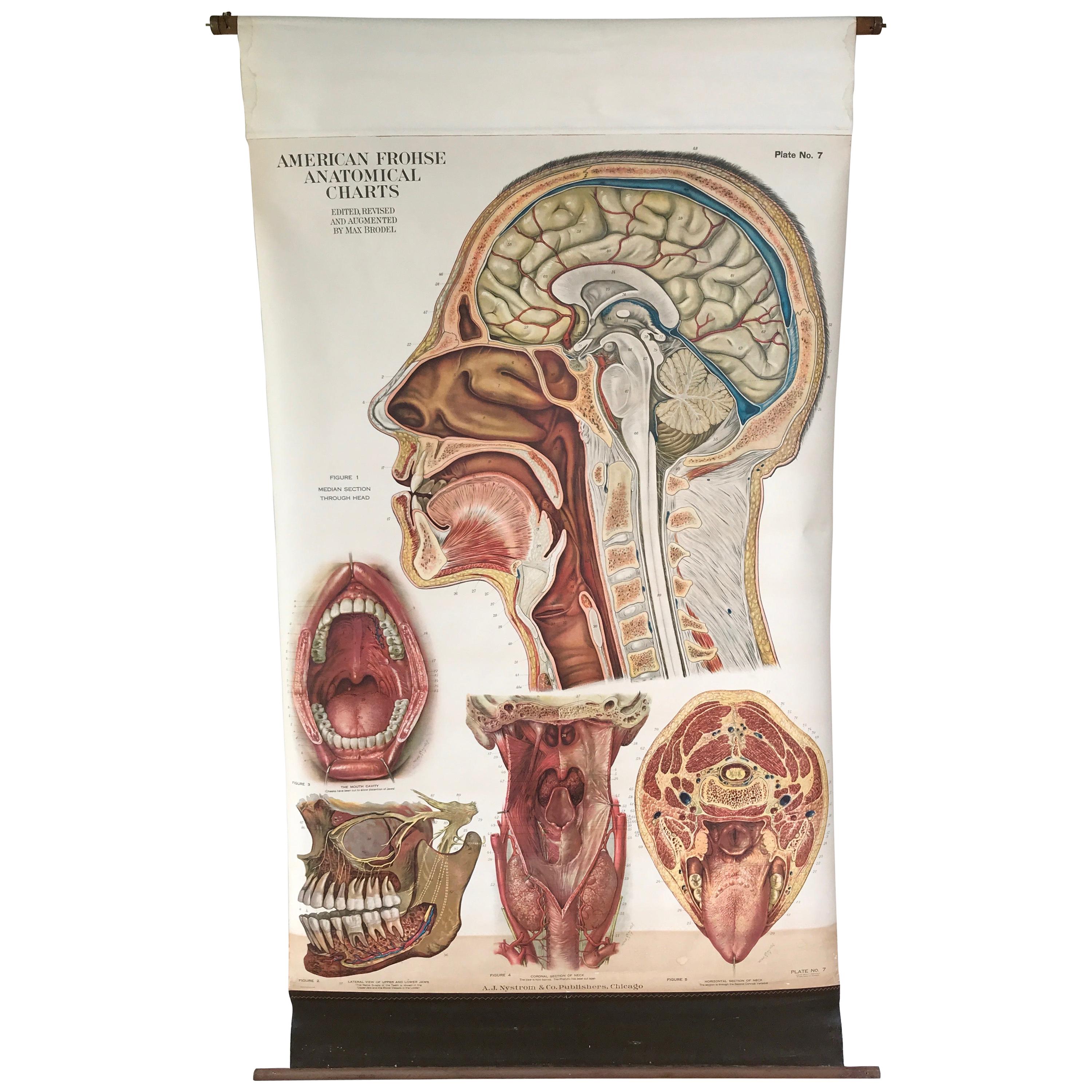 Frohse Anatomical Chart by A.J. Nystrom, Plate No. 7: Head, 1918, Signed