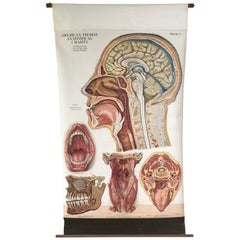 Frohse Anatomische Tafel von A.J. Nystrom:: Tafel Nr. 7: Kopf:: 1918:: Signiert