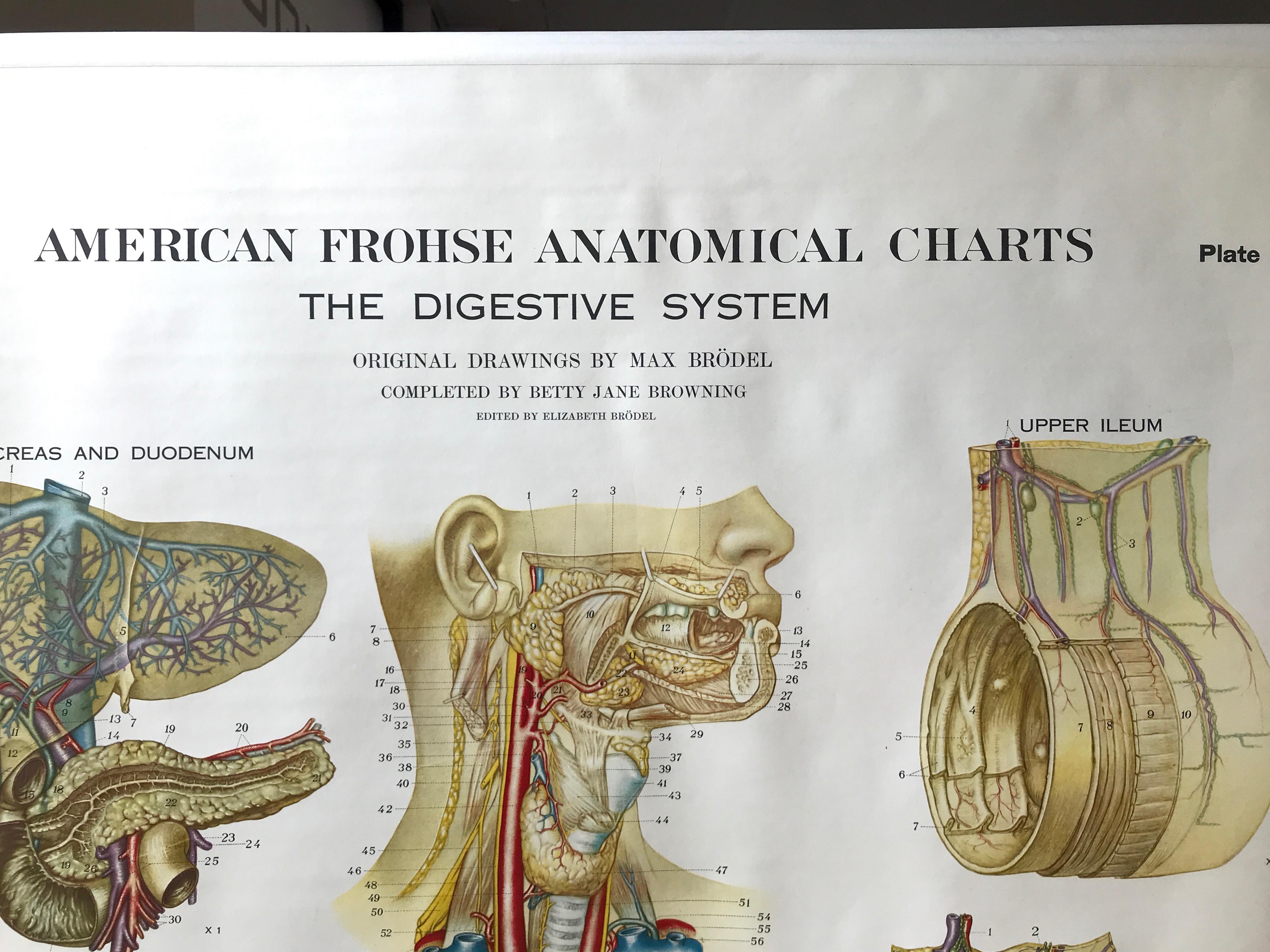 Metal Frohse Anatomical Chart by A.J. Nystrom, Plate No. 8: Digestive System, 1947 For Sale